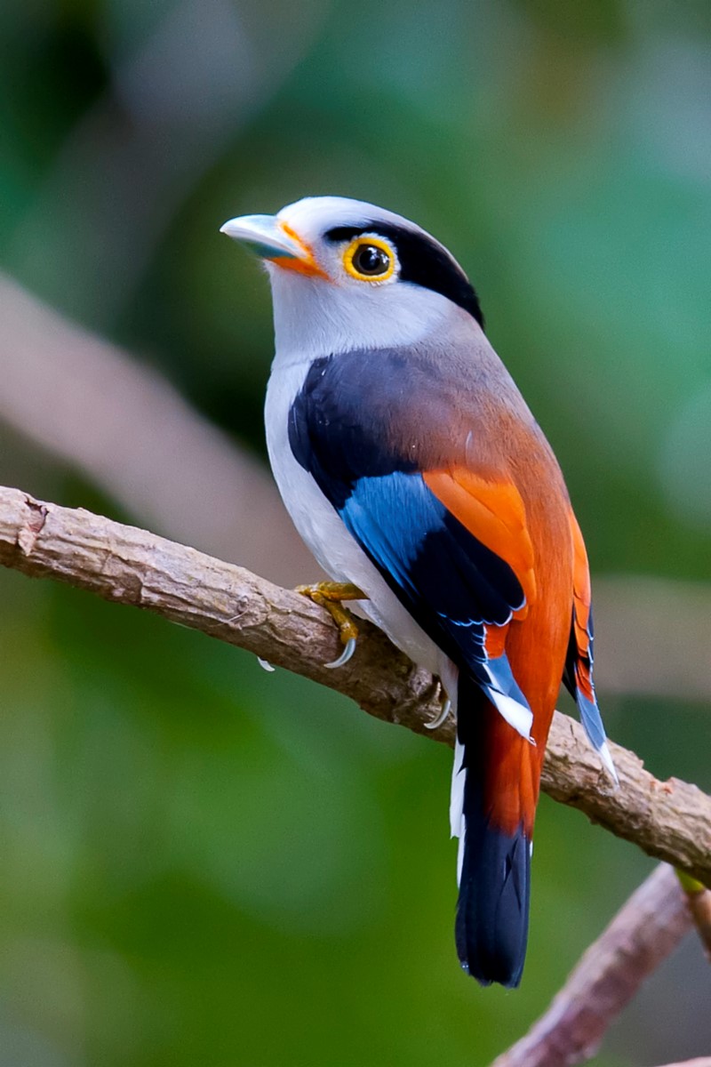 Silver breasted broadbill