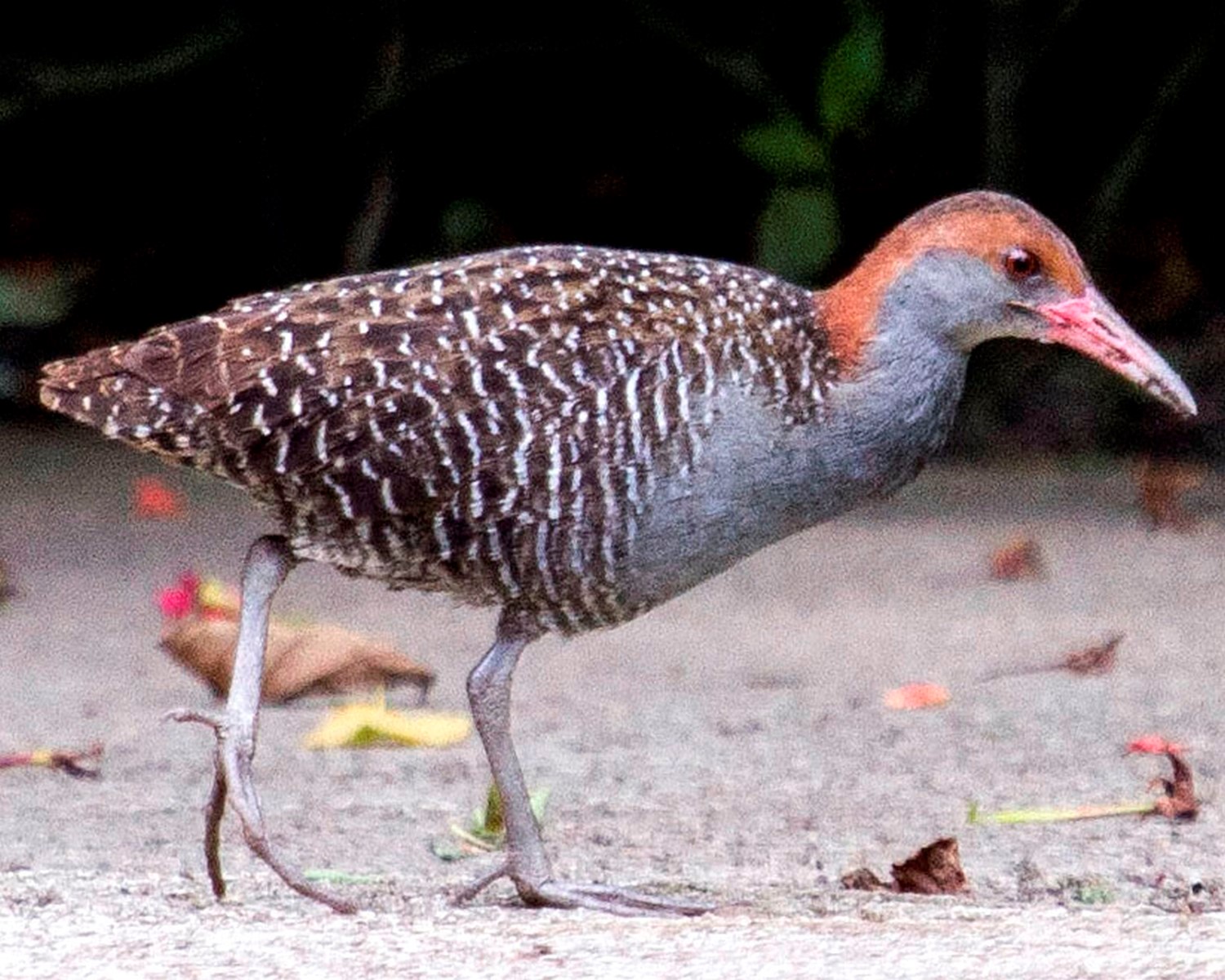 Slaty breasted rail