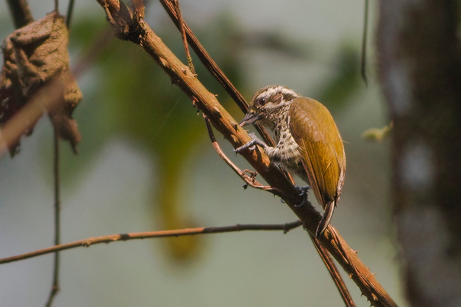 Speckled Piculet