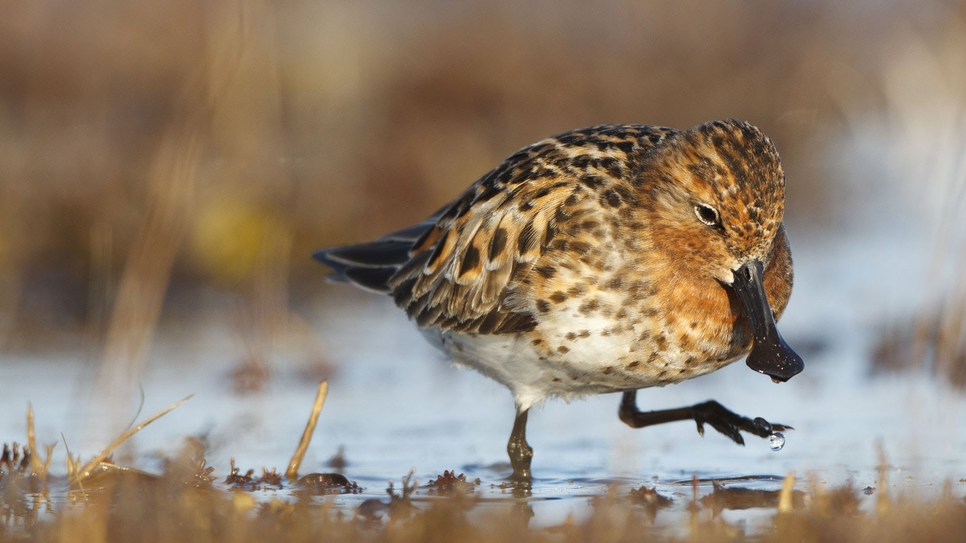 Spoon Billed sandpiper