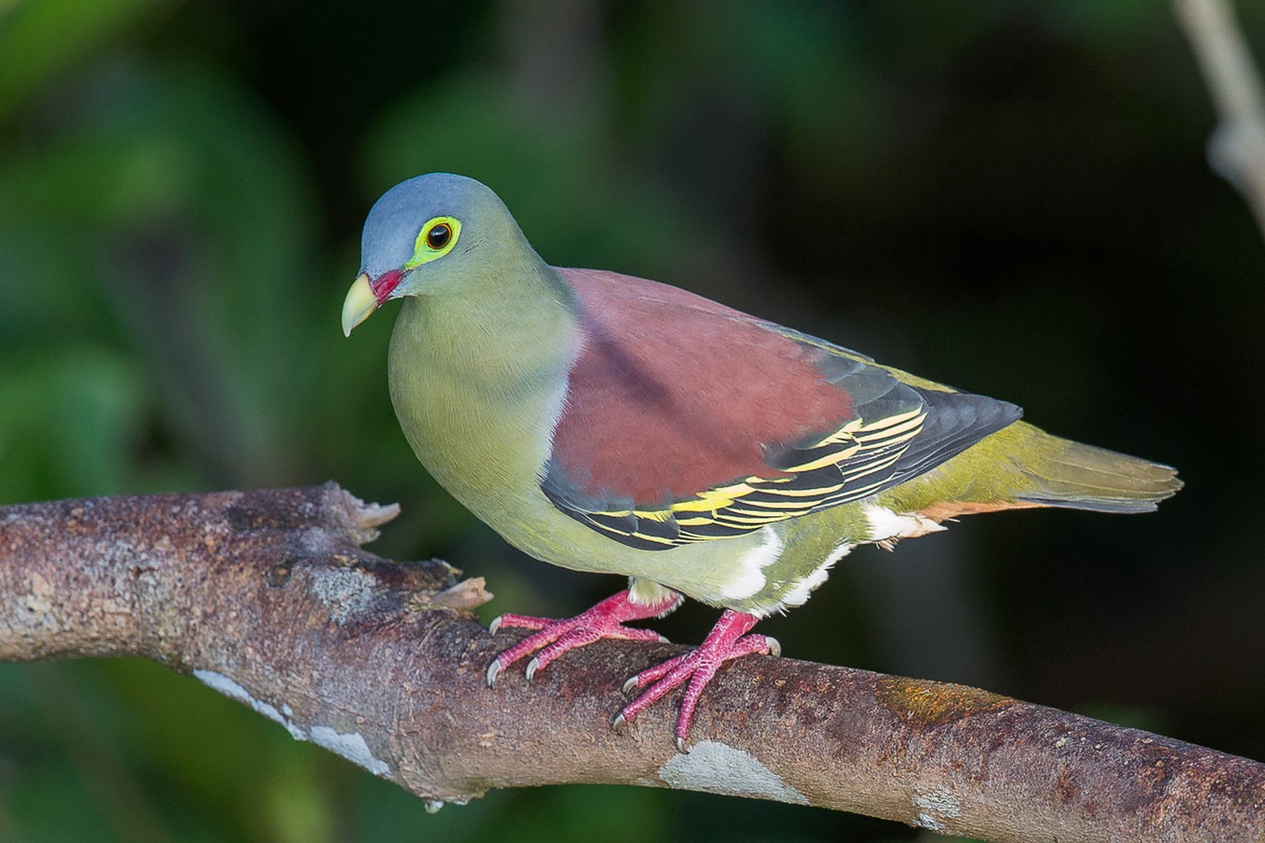 Thick billed Green Pigeon