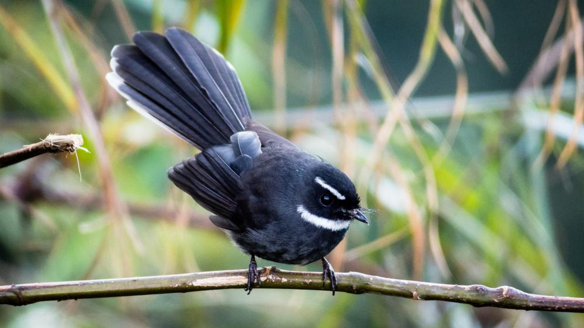 White Throated Fantail