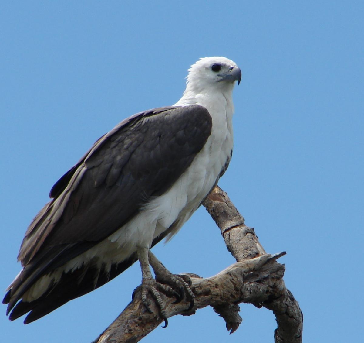 White bellied Sea Eagle