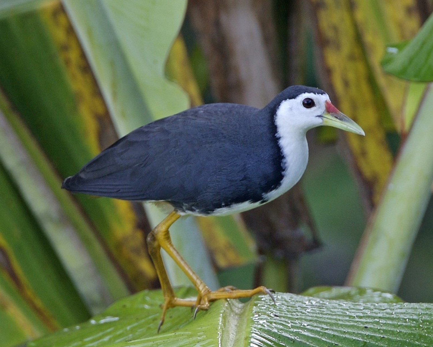 White breasted waterhen