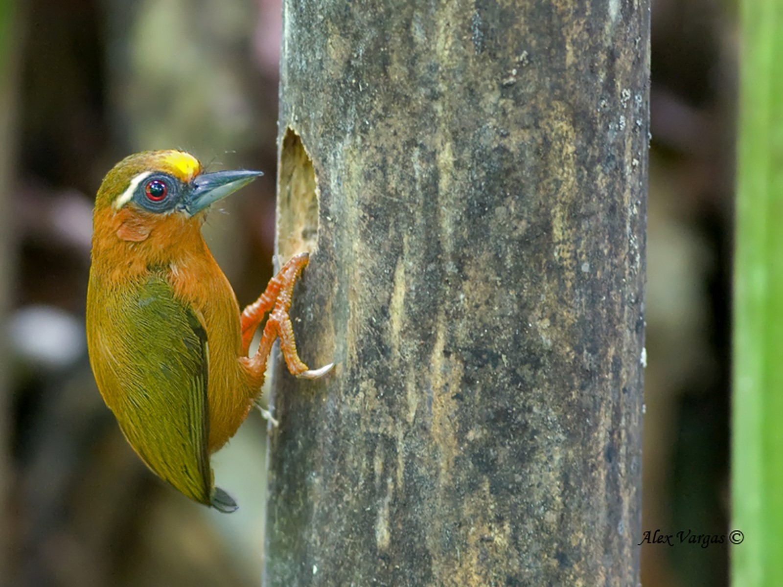 White browned Piculet