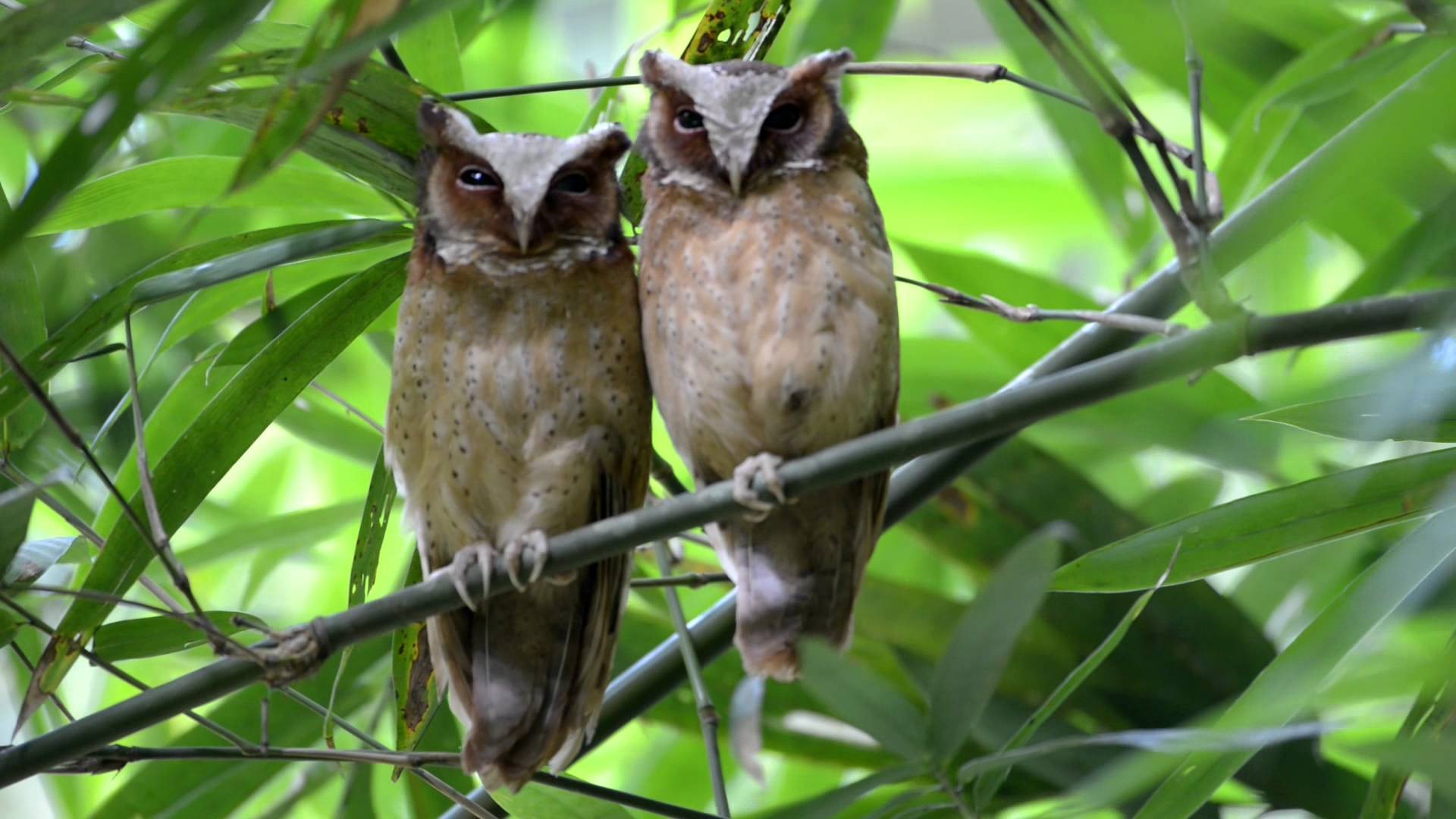 White fronted scops owl