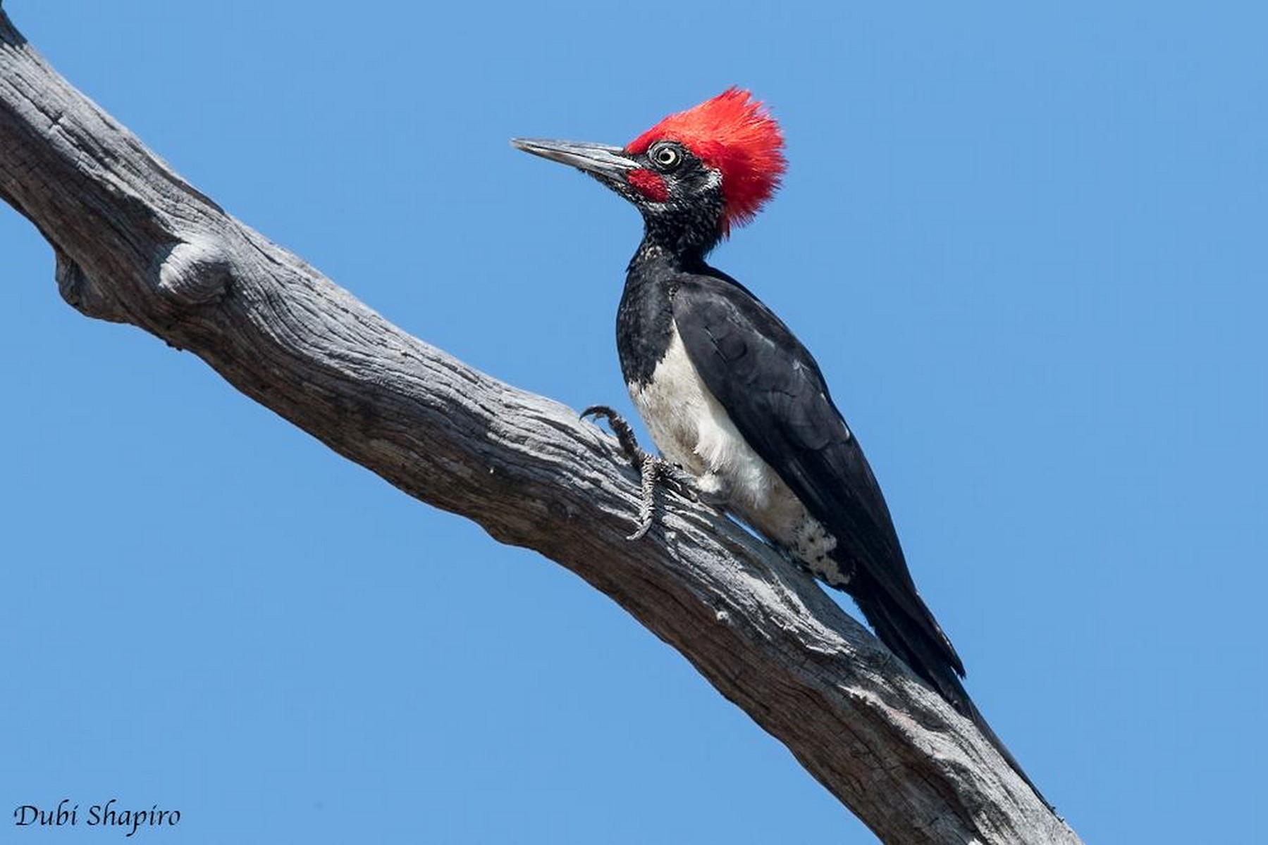 White bellied Woodpeckers