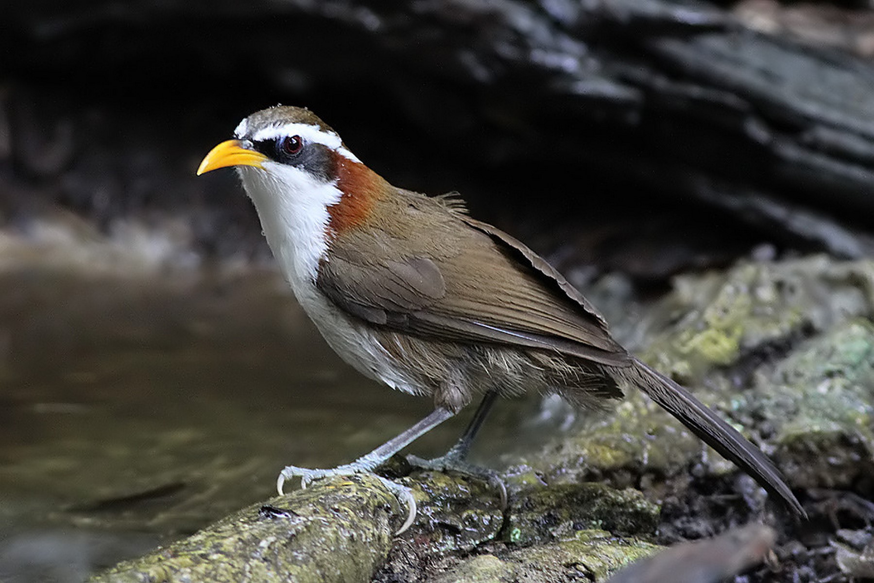 White browned scimitar babbler