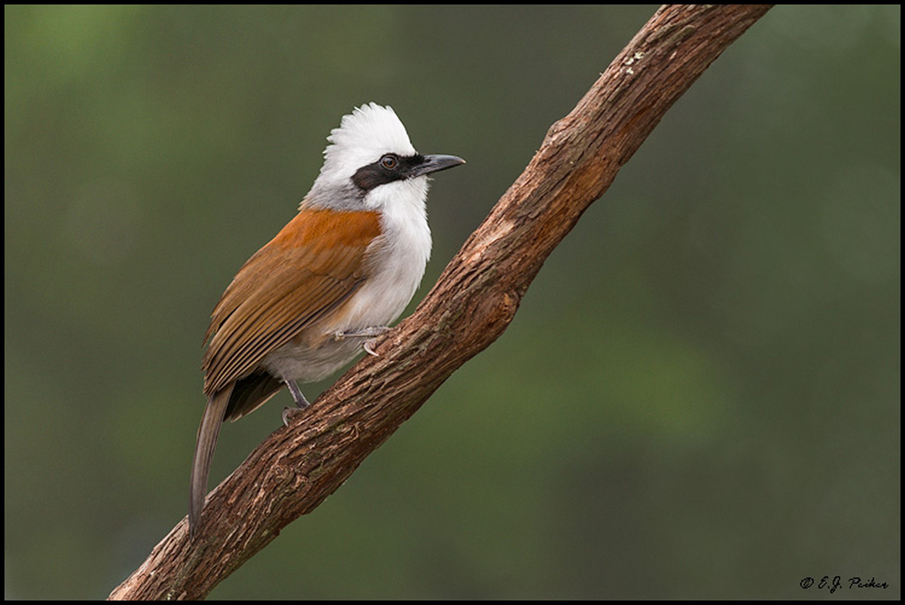 White crowned Laughingthrush