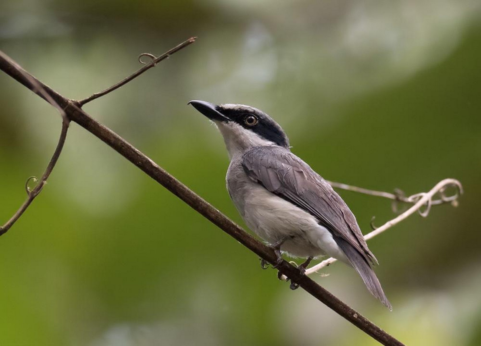 Woodshrike 