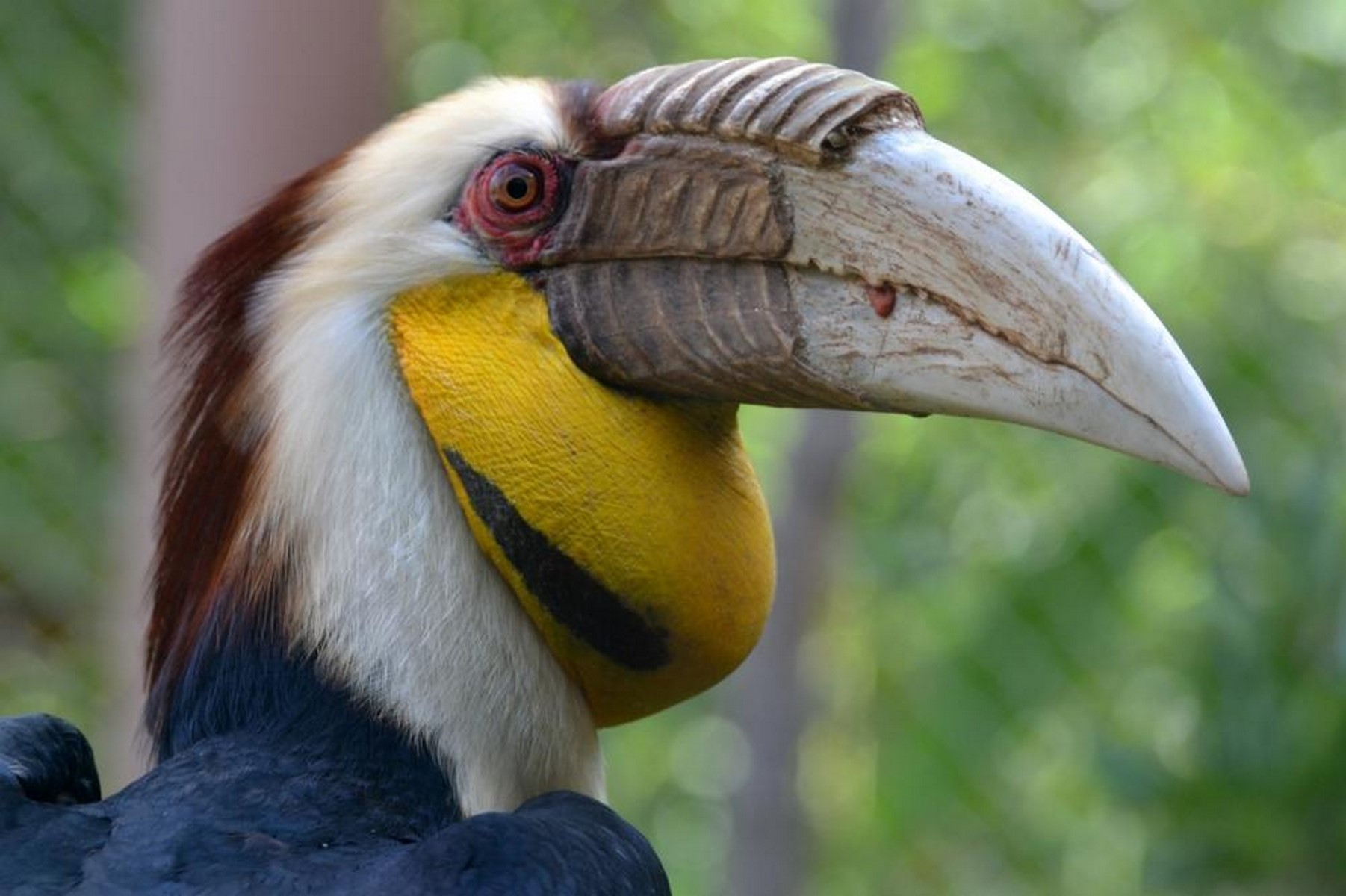 Wreated Hornbill