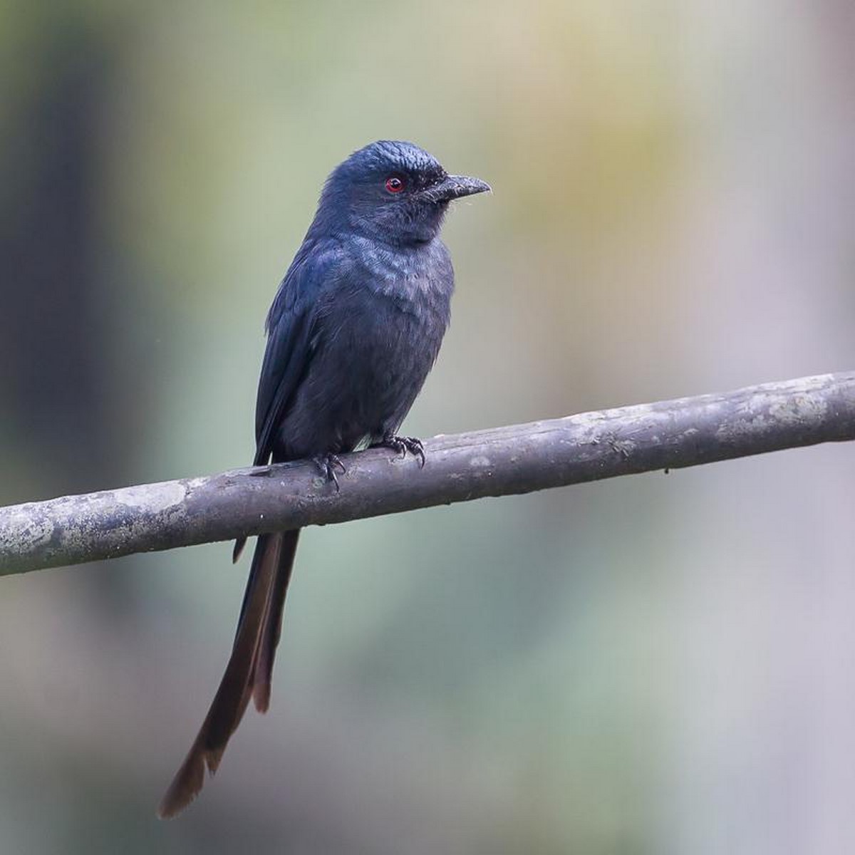 ashy drongo