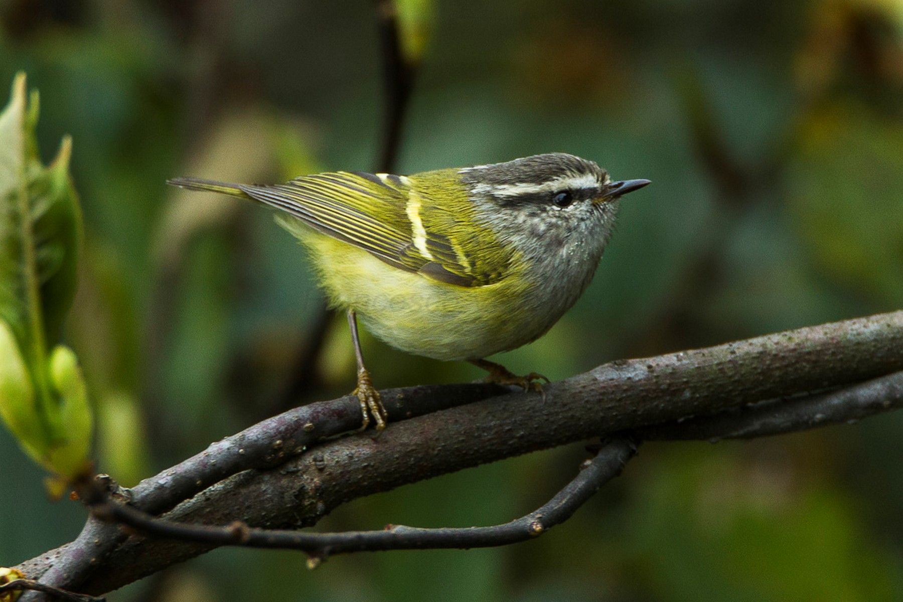 ashy throated warbler