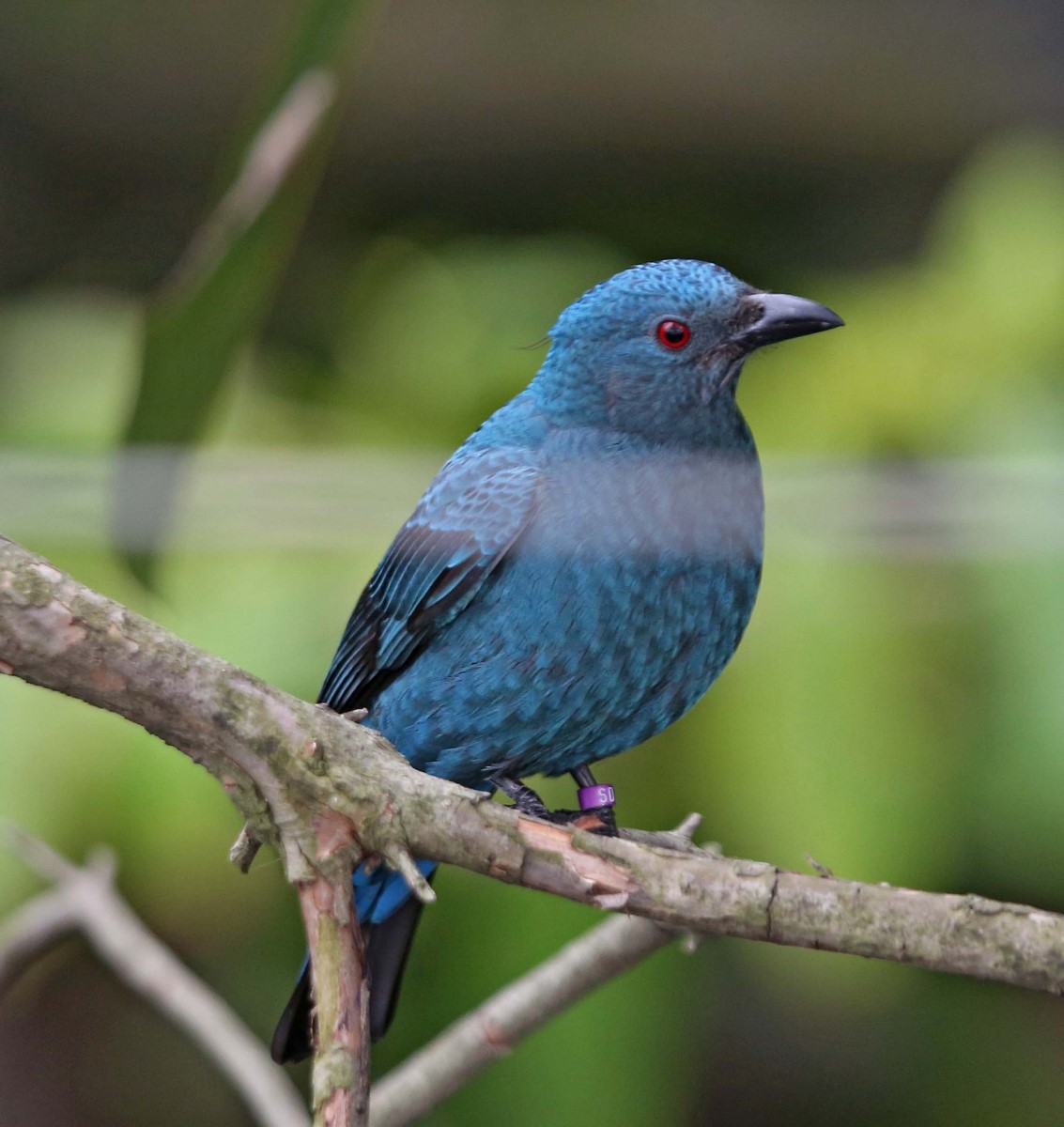 asian fairy bluebirds trogons