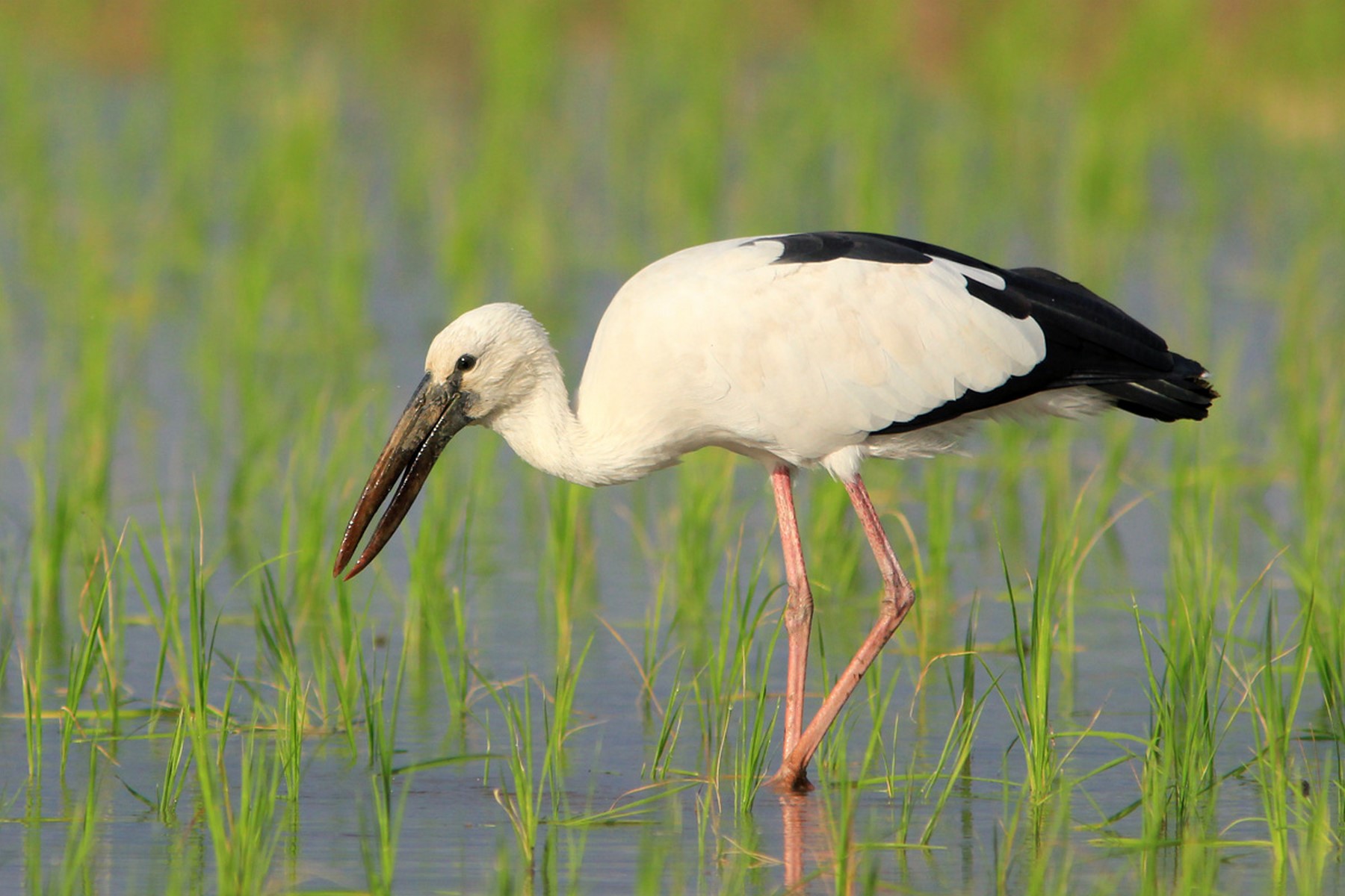 asian openbill