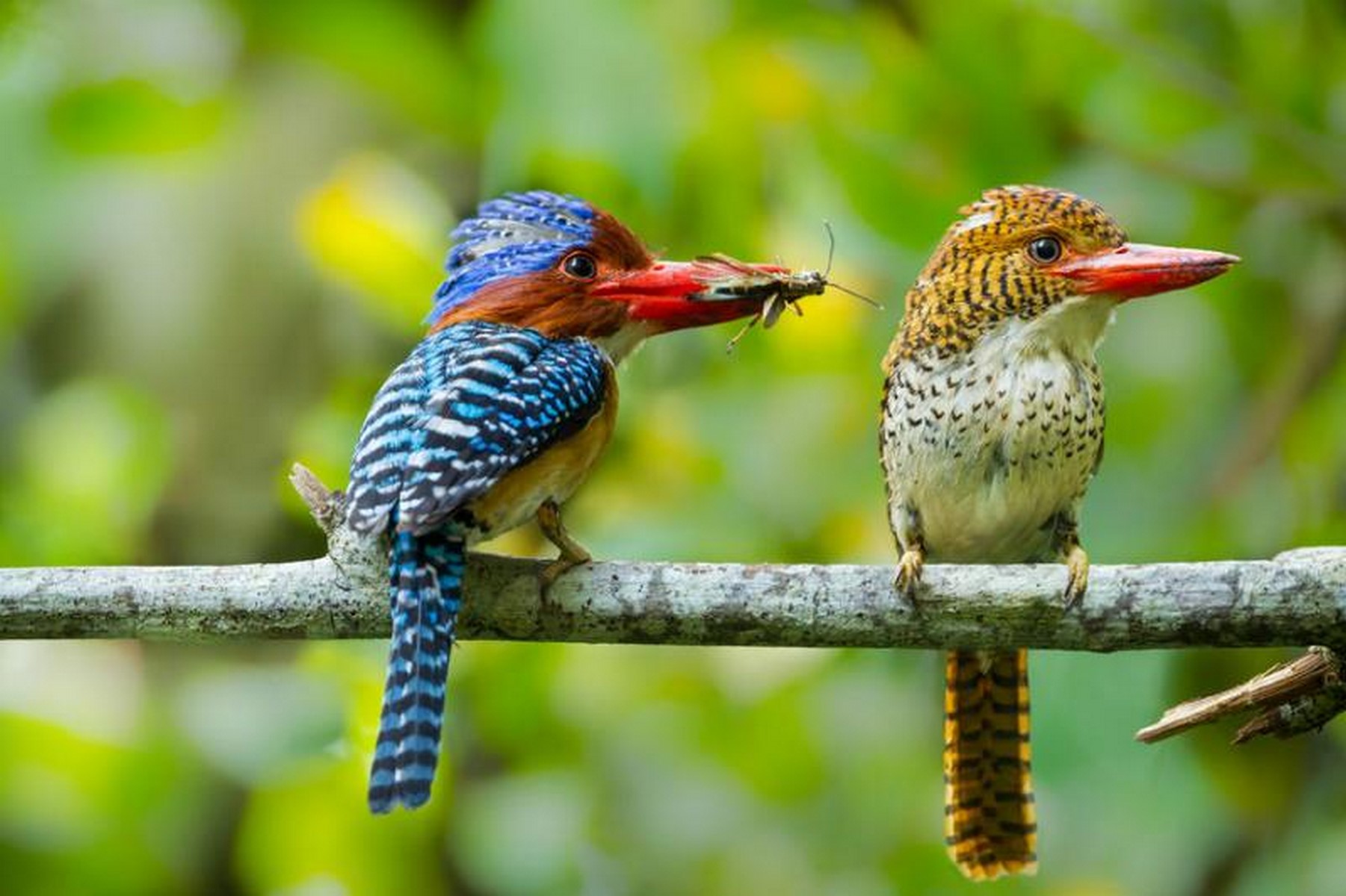 banded kingfisher khao yai 800x600