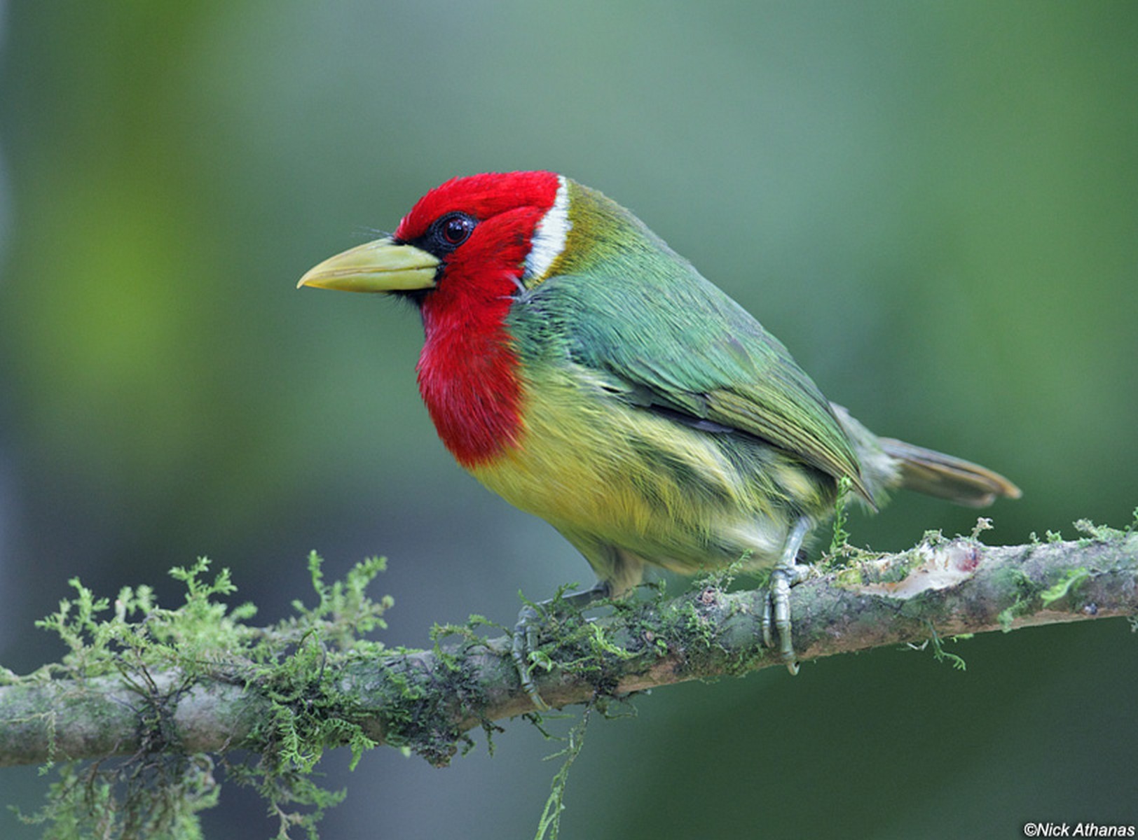 barbets