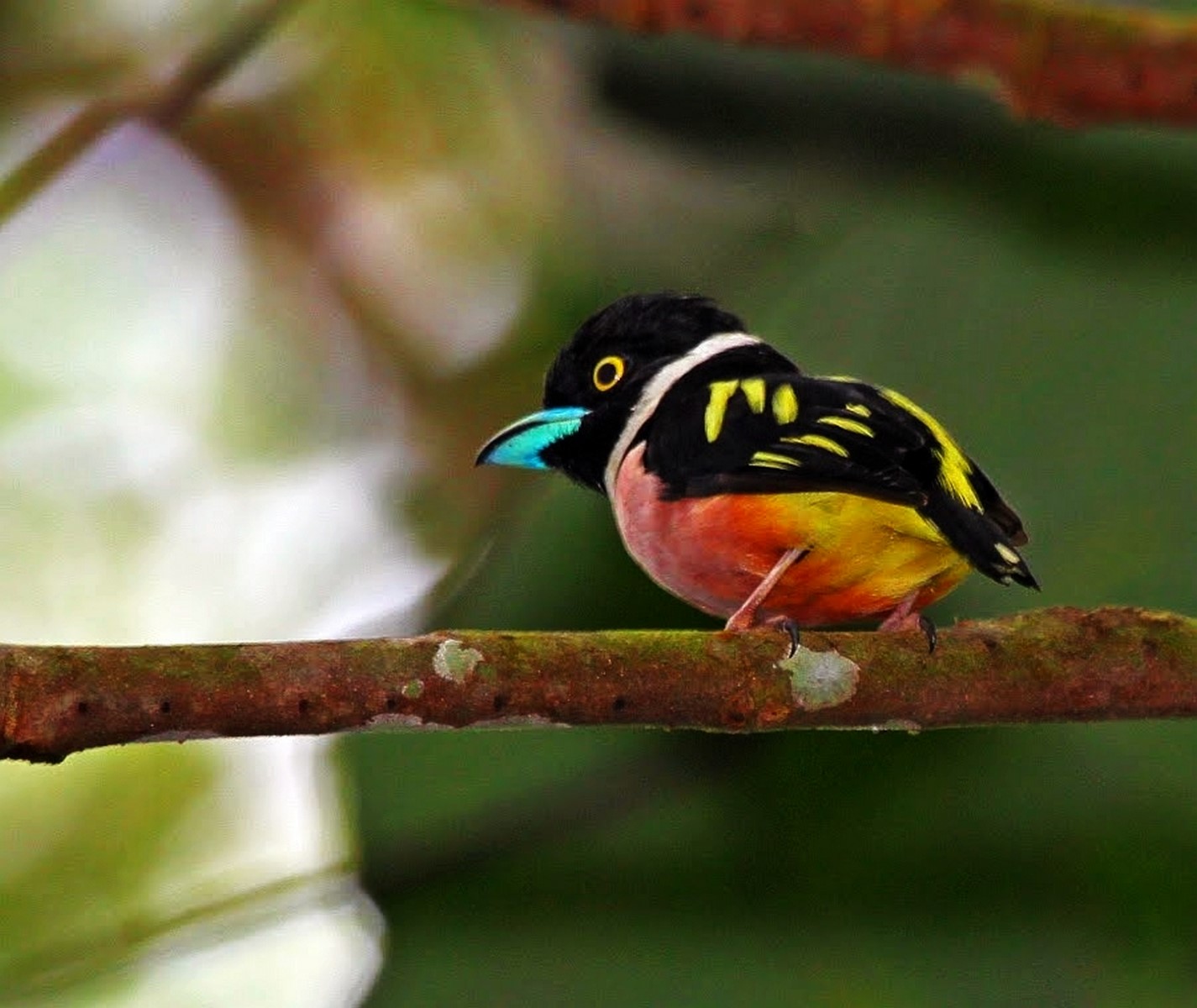 black and yellow broadbill