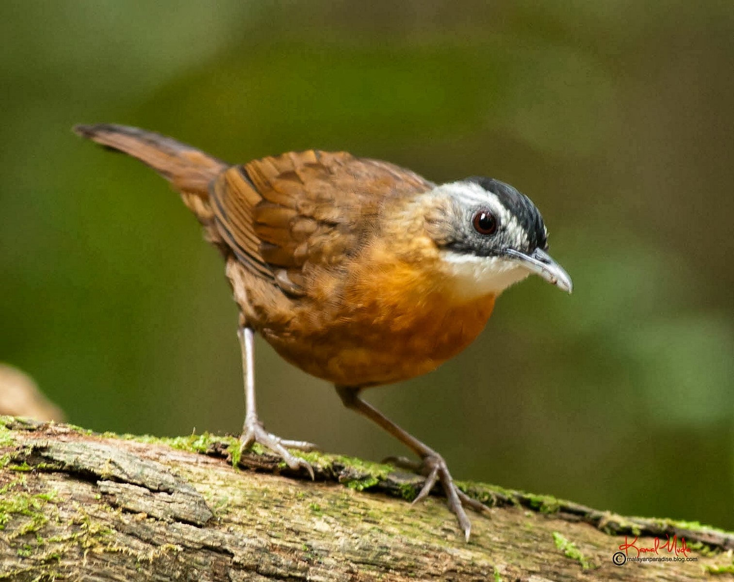 black capped babbler