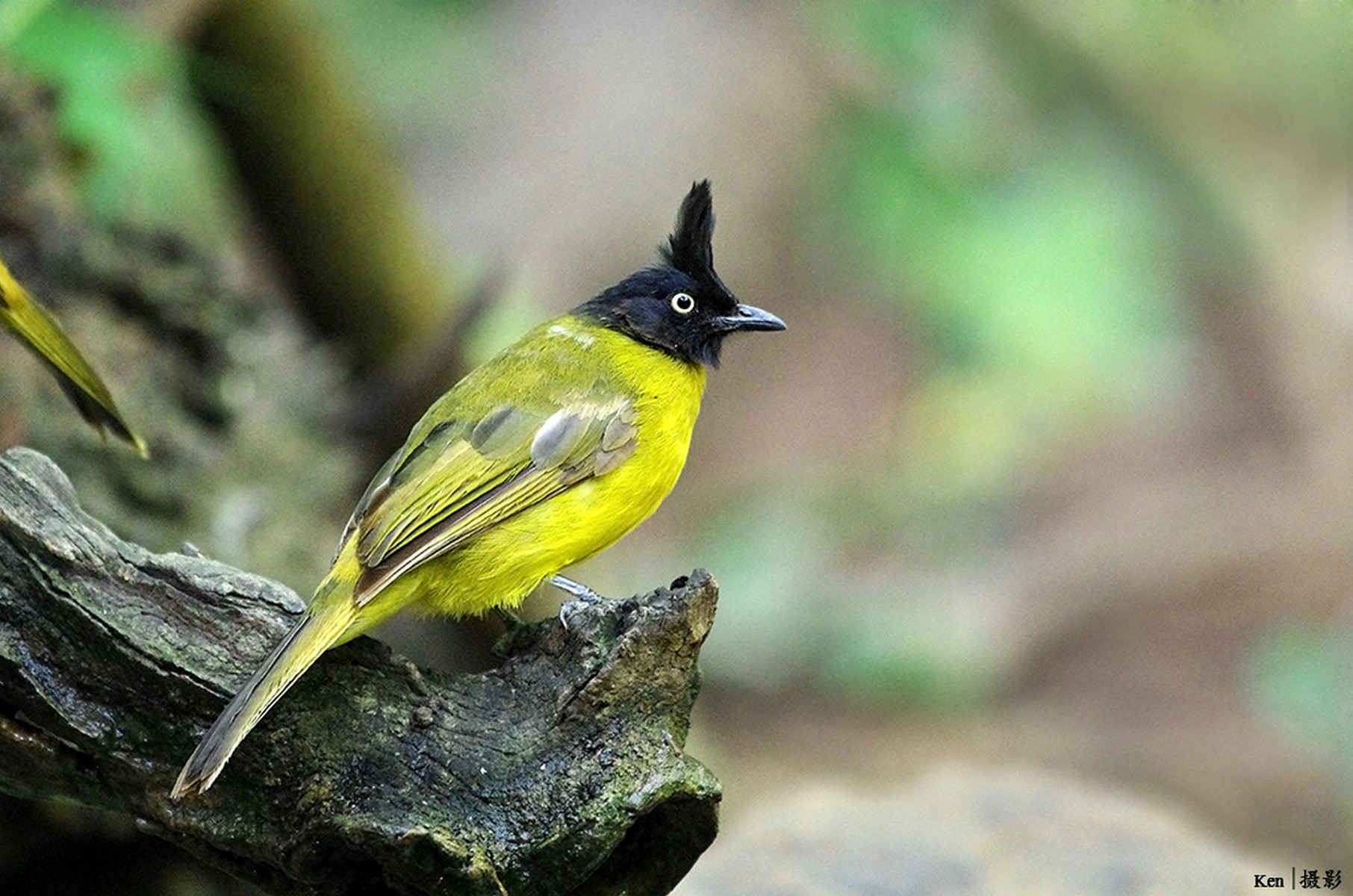 black headed bulbul