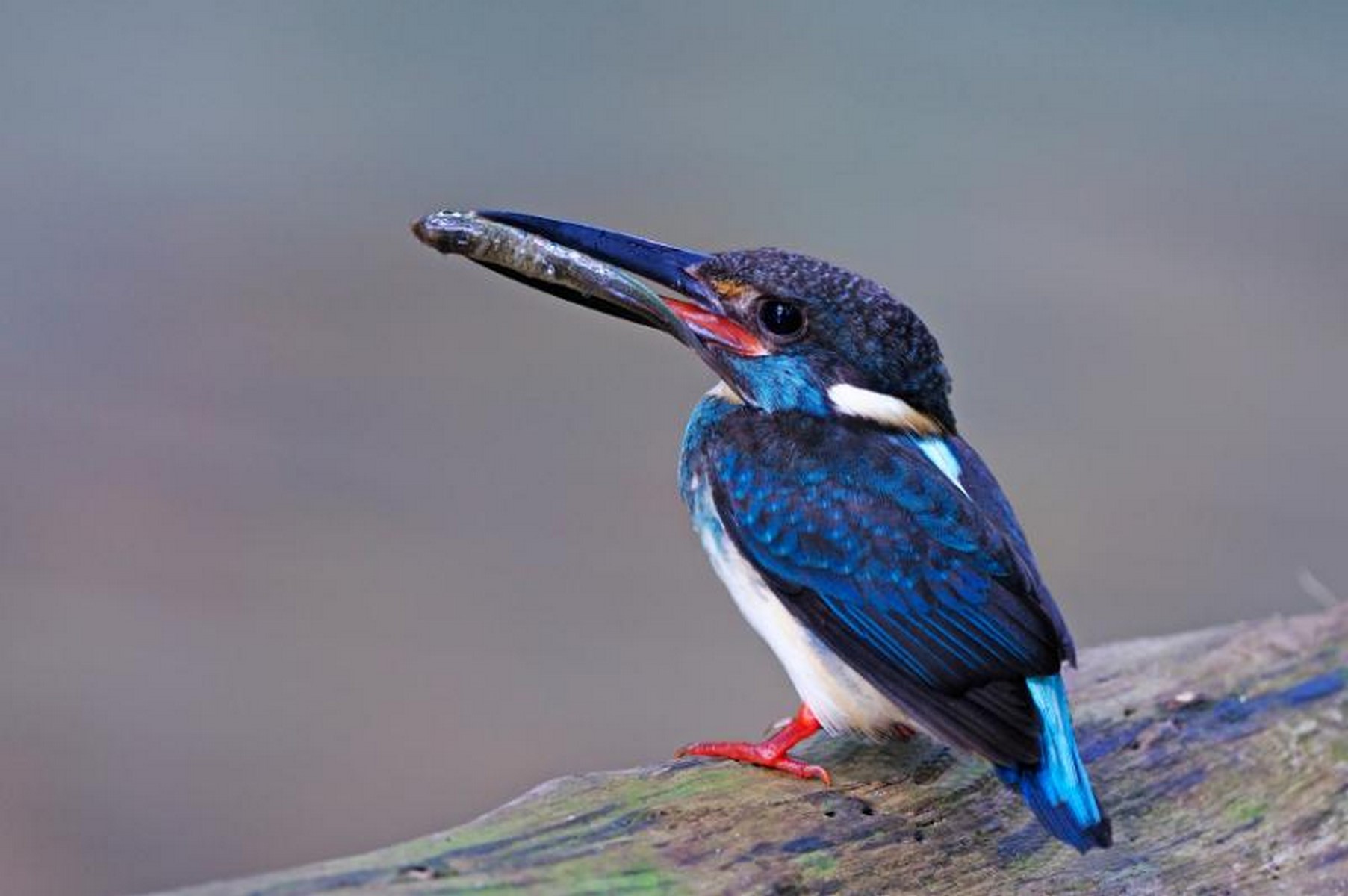 blue banded kingfisher