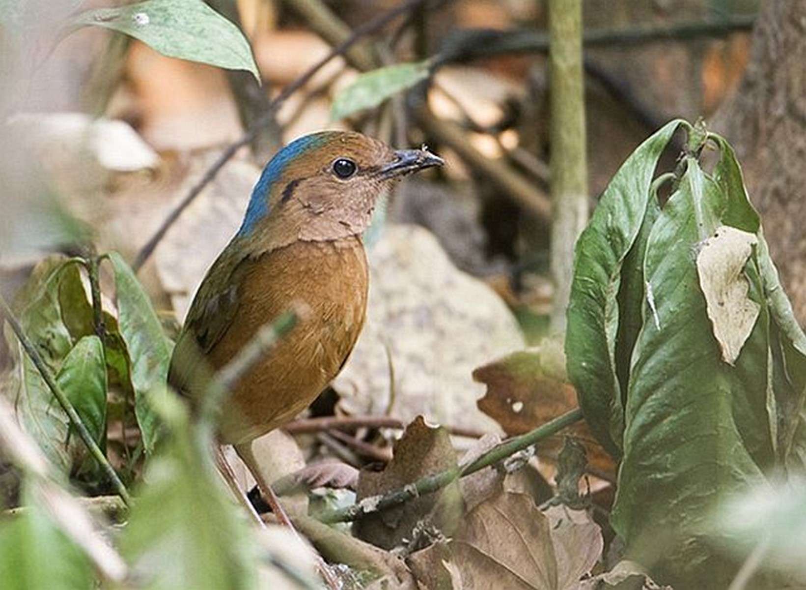 blue naped pitta