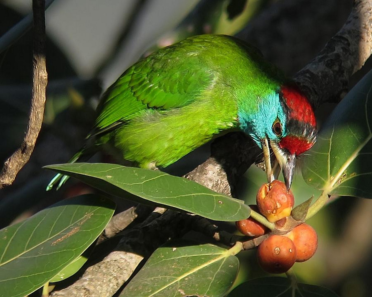 blue thoated barbet