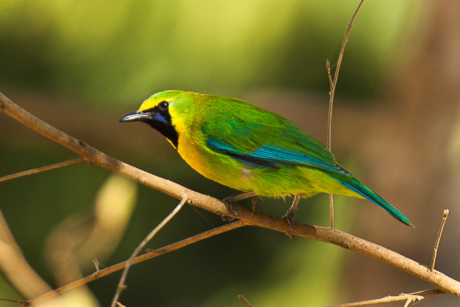 blue winged leafbird