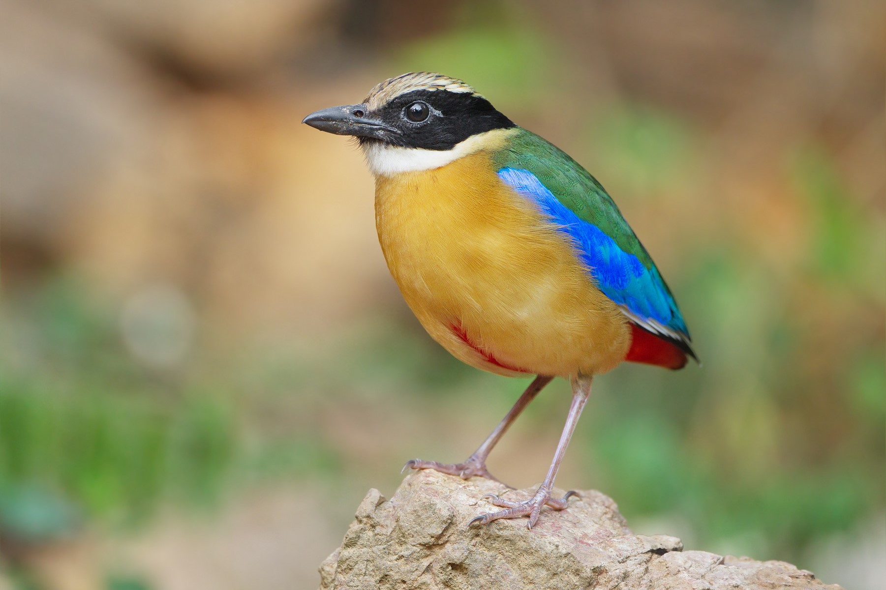 blue winged pitta