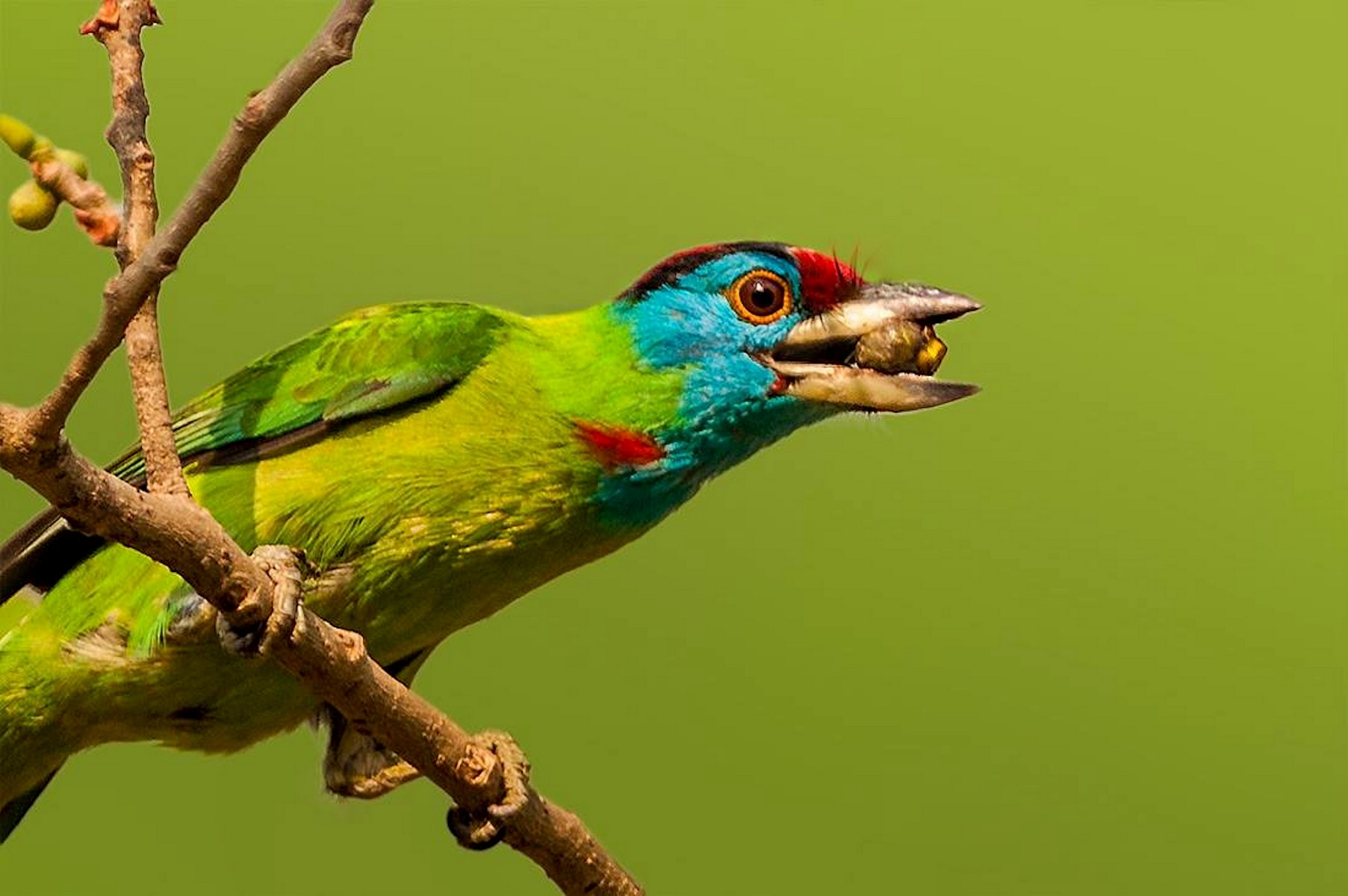 blue throated barbet