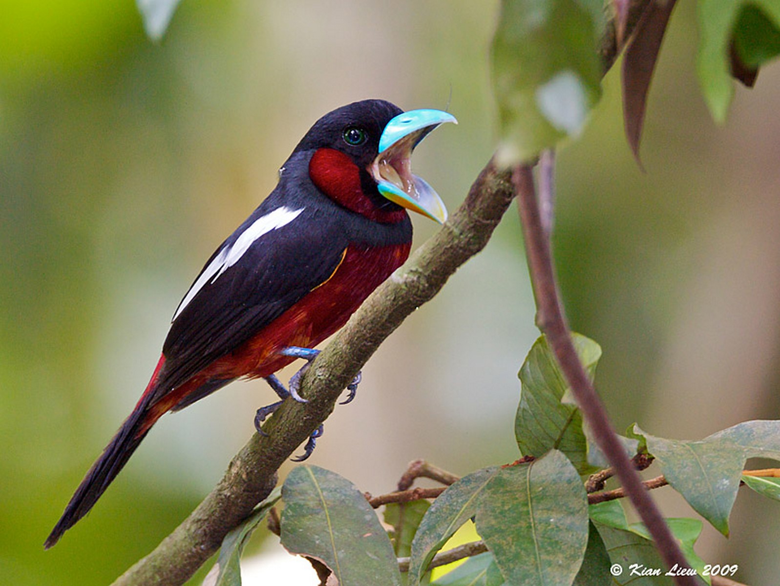 broadbills