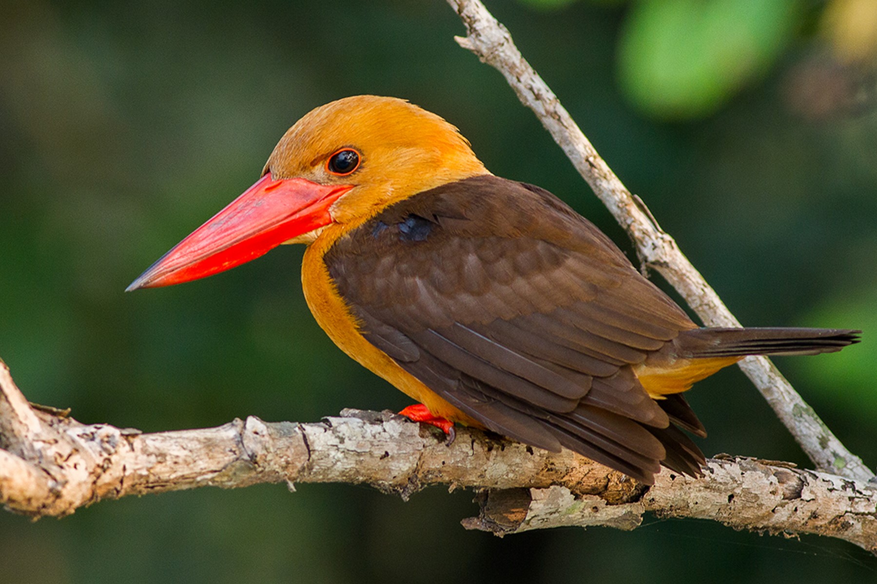 brown winged kingfisher