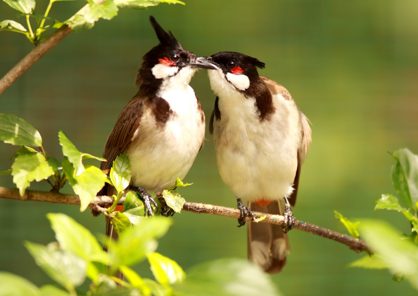 bulbuls