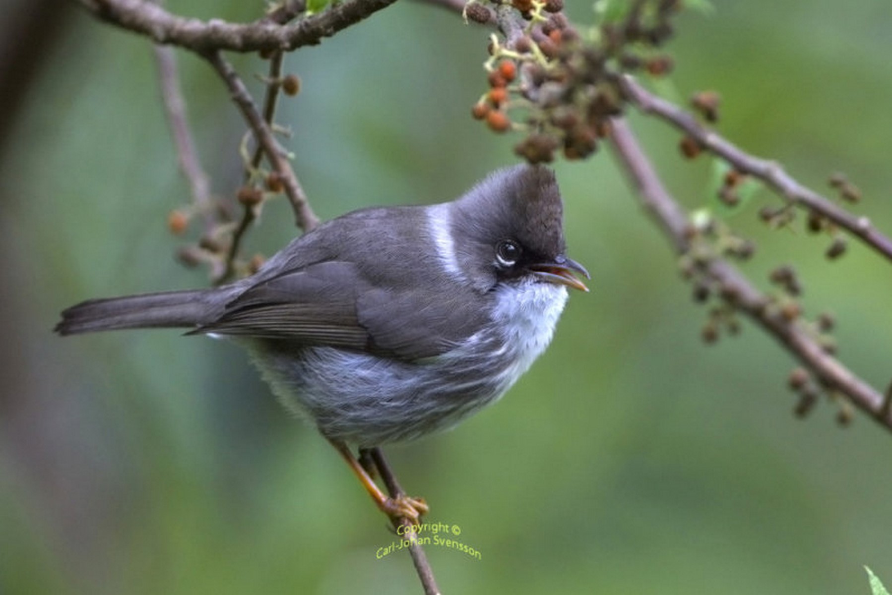 burmese yuhina