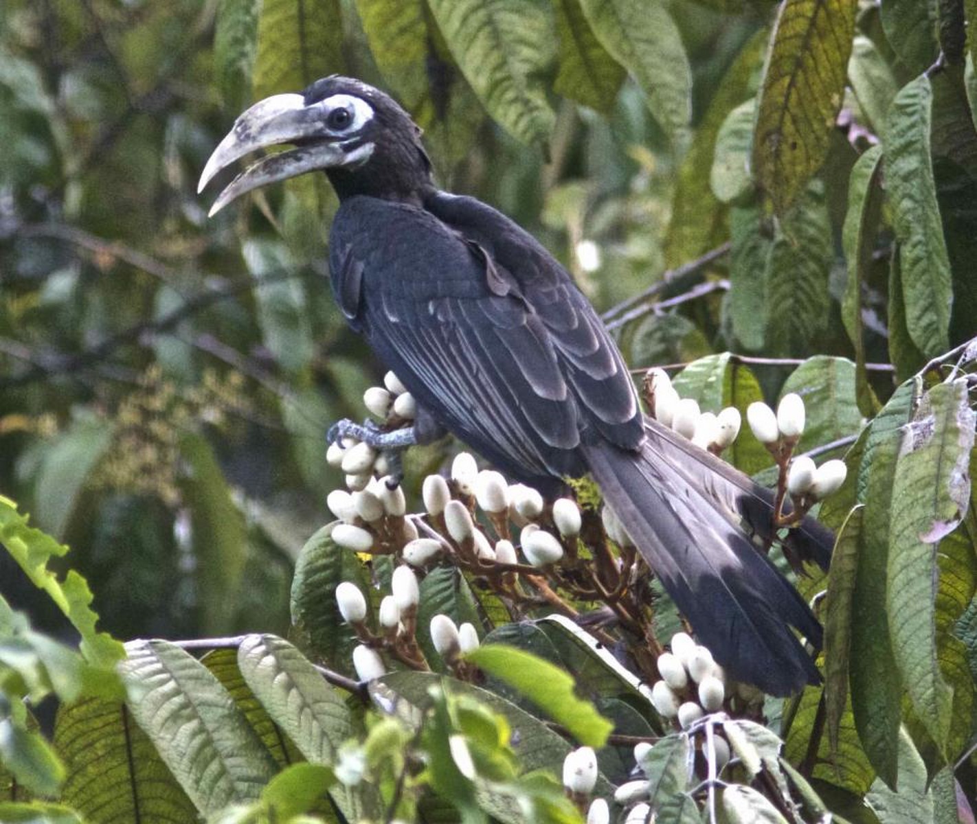 bushy crested hornbill