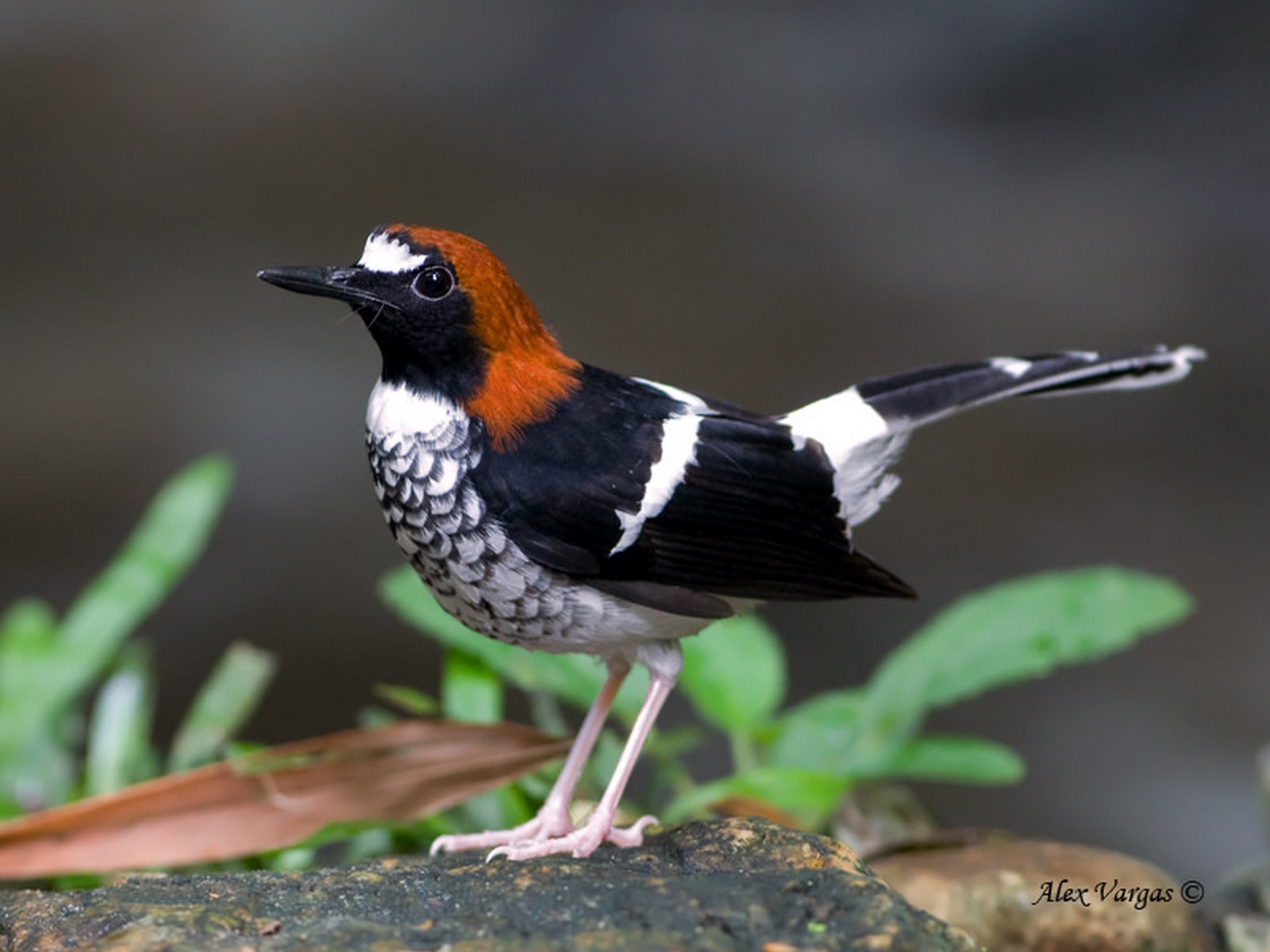 chest naped forktail