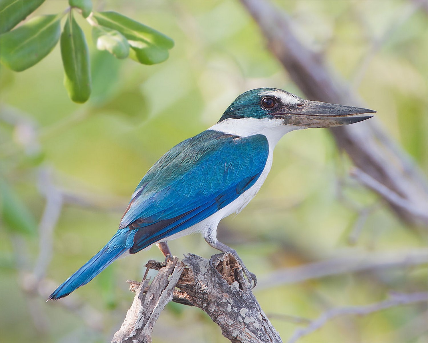 collared kingfisher