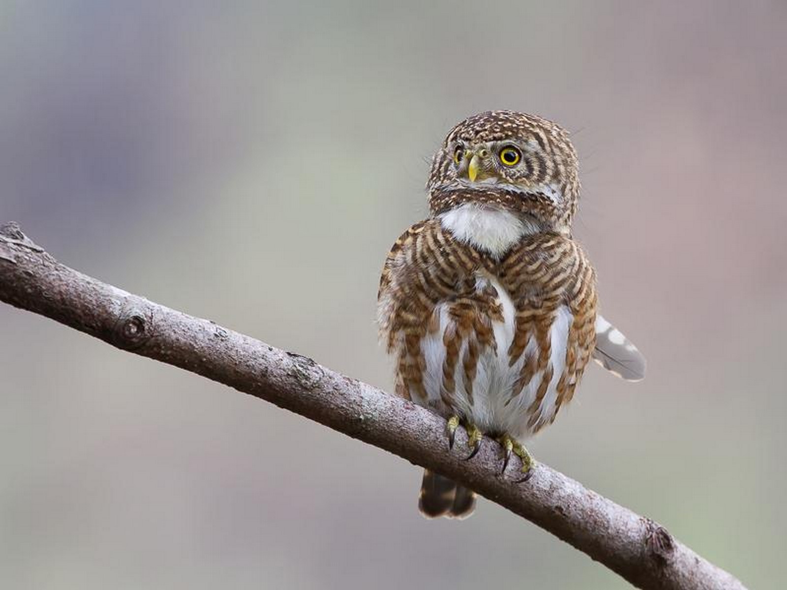 collared owlets