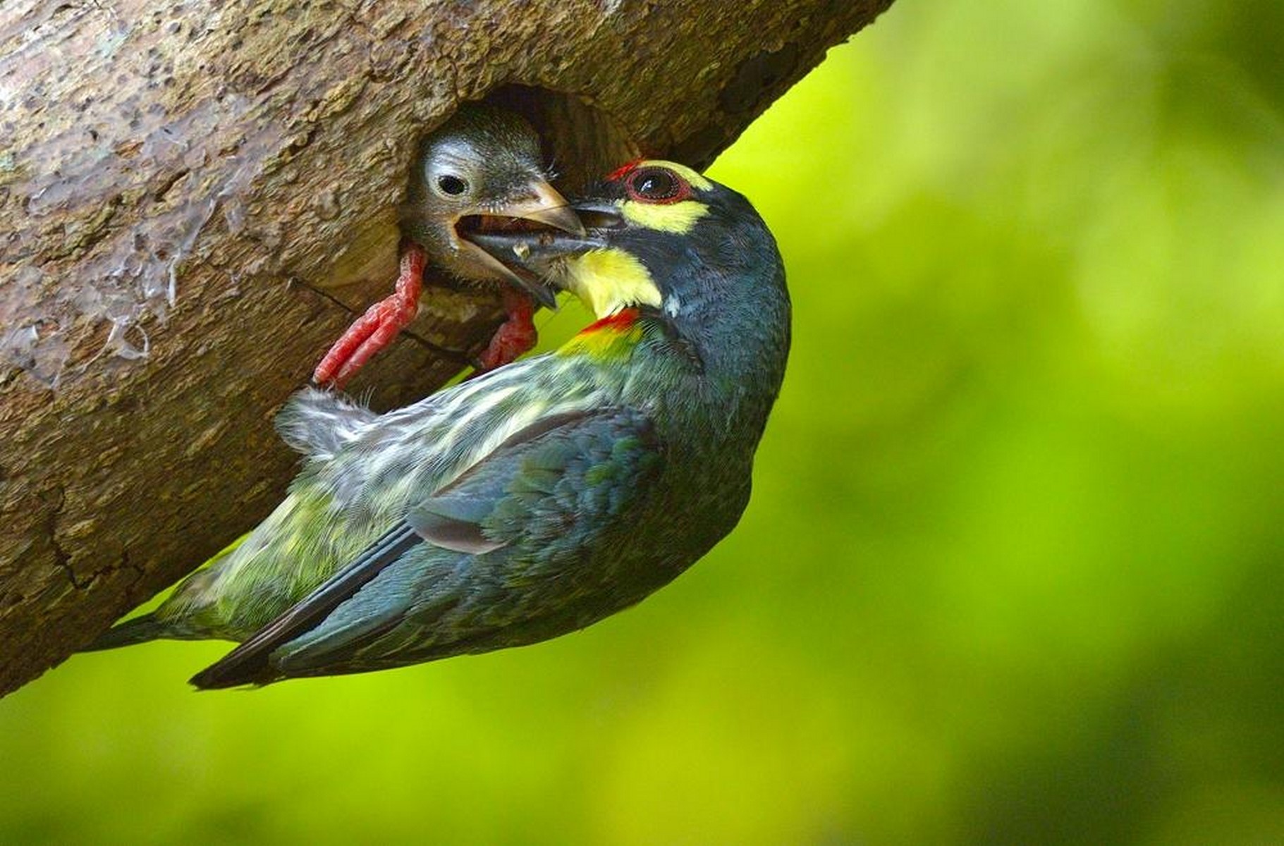 coppersmith barbet