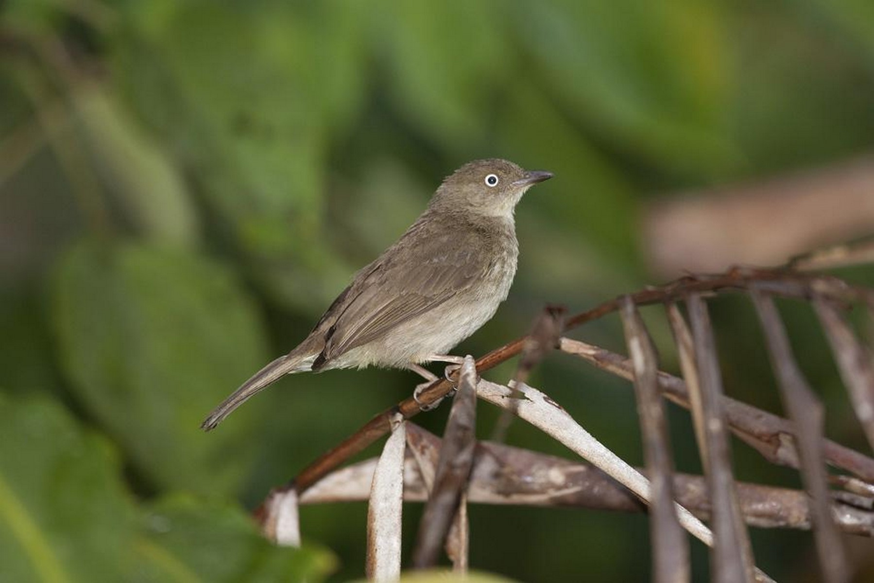 cream vented bulbul