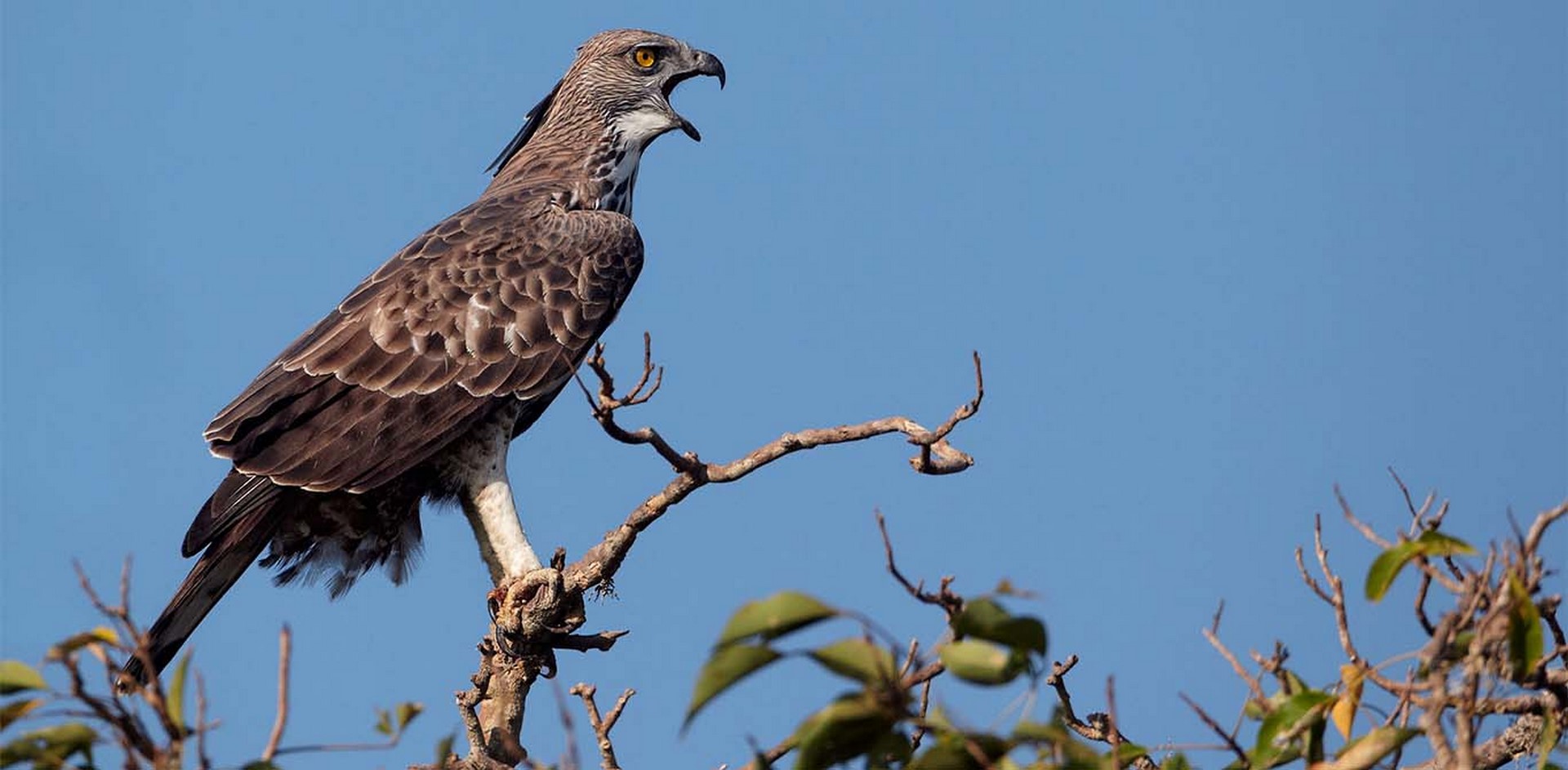 crested serpent eagle