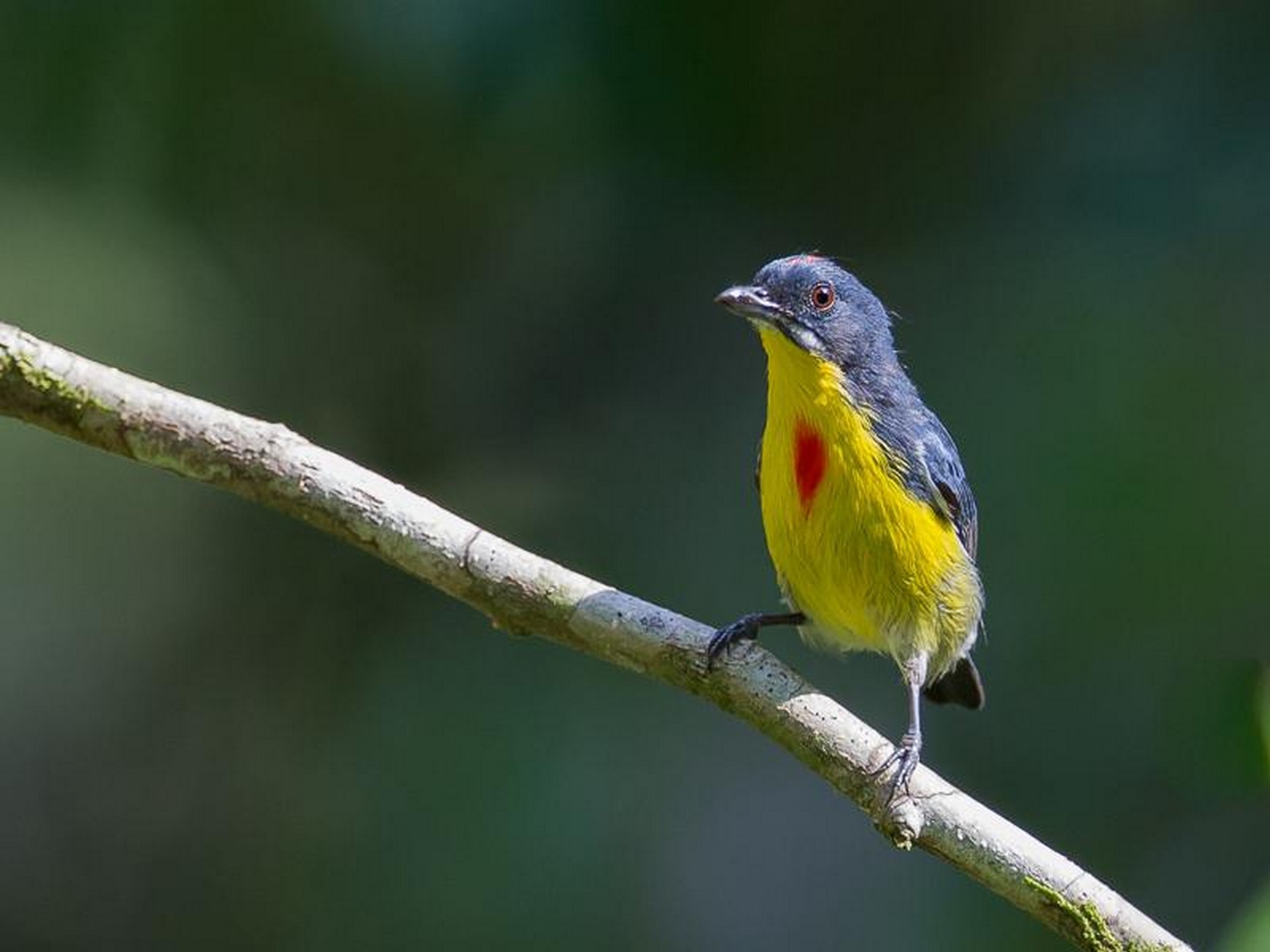 crimson breasted flowerpecker