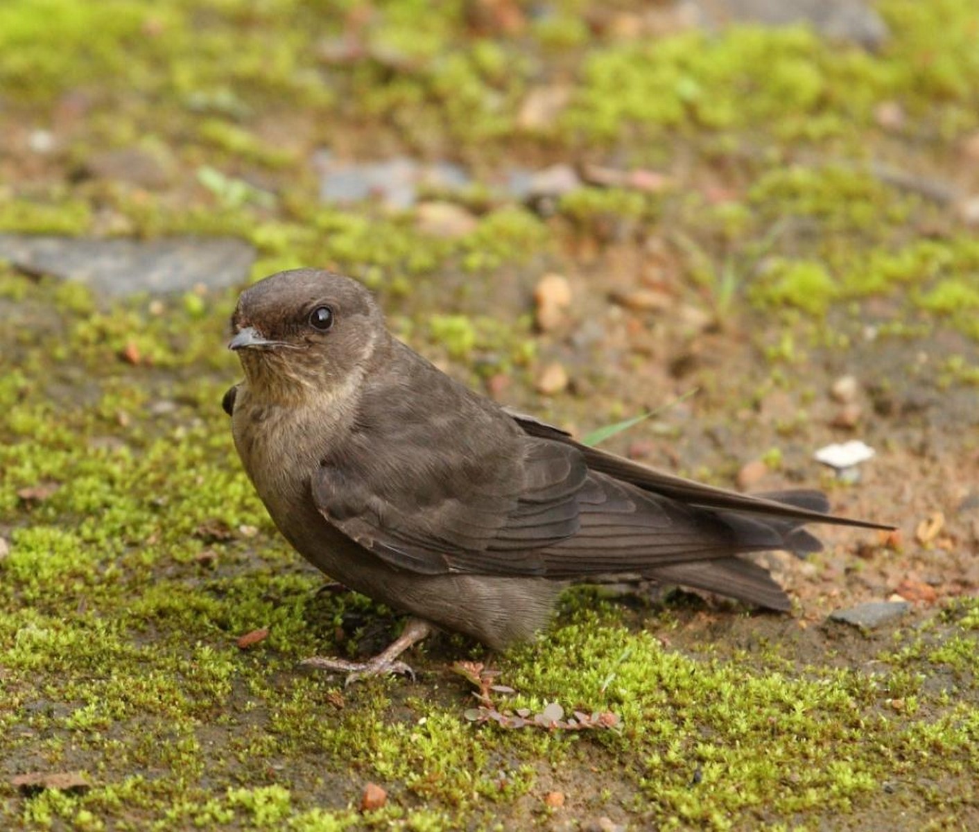 dusky crag martin