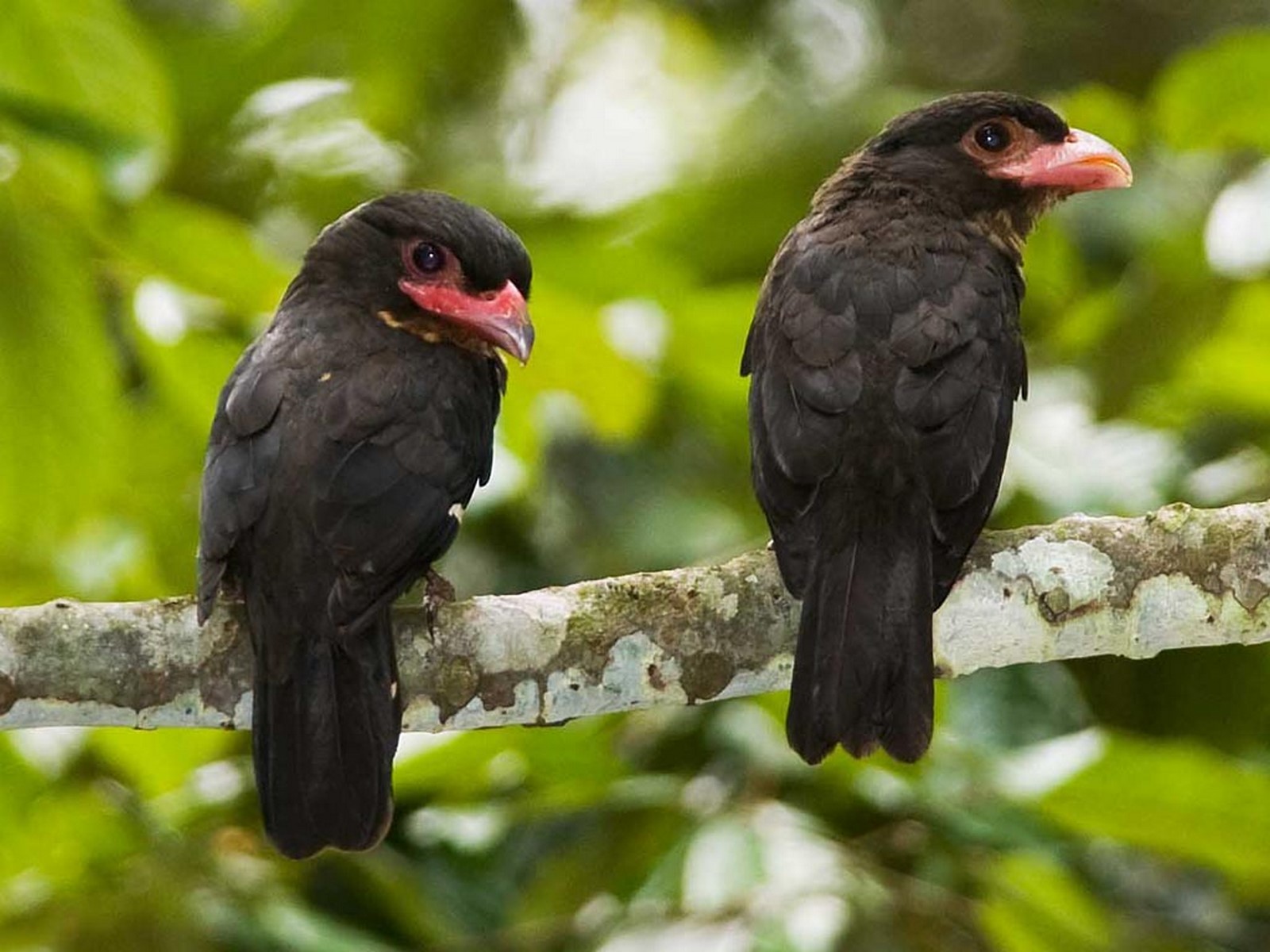 dusky broadbill3