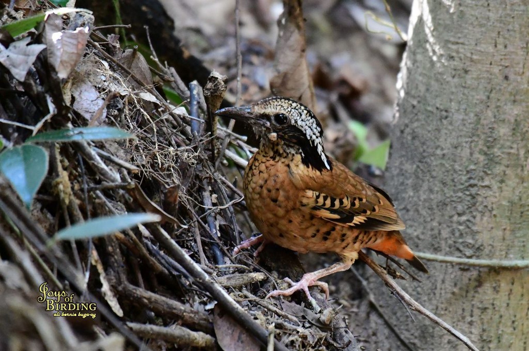 eared pitta 1024x680