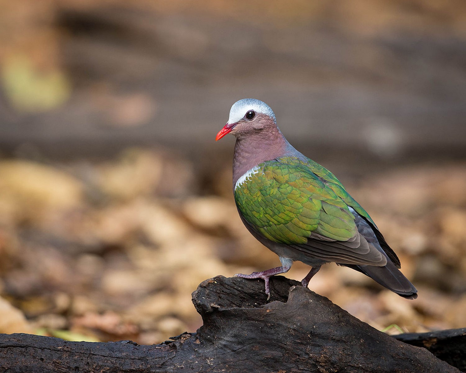 emerald dove