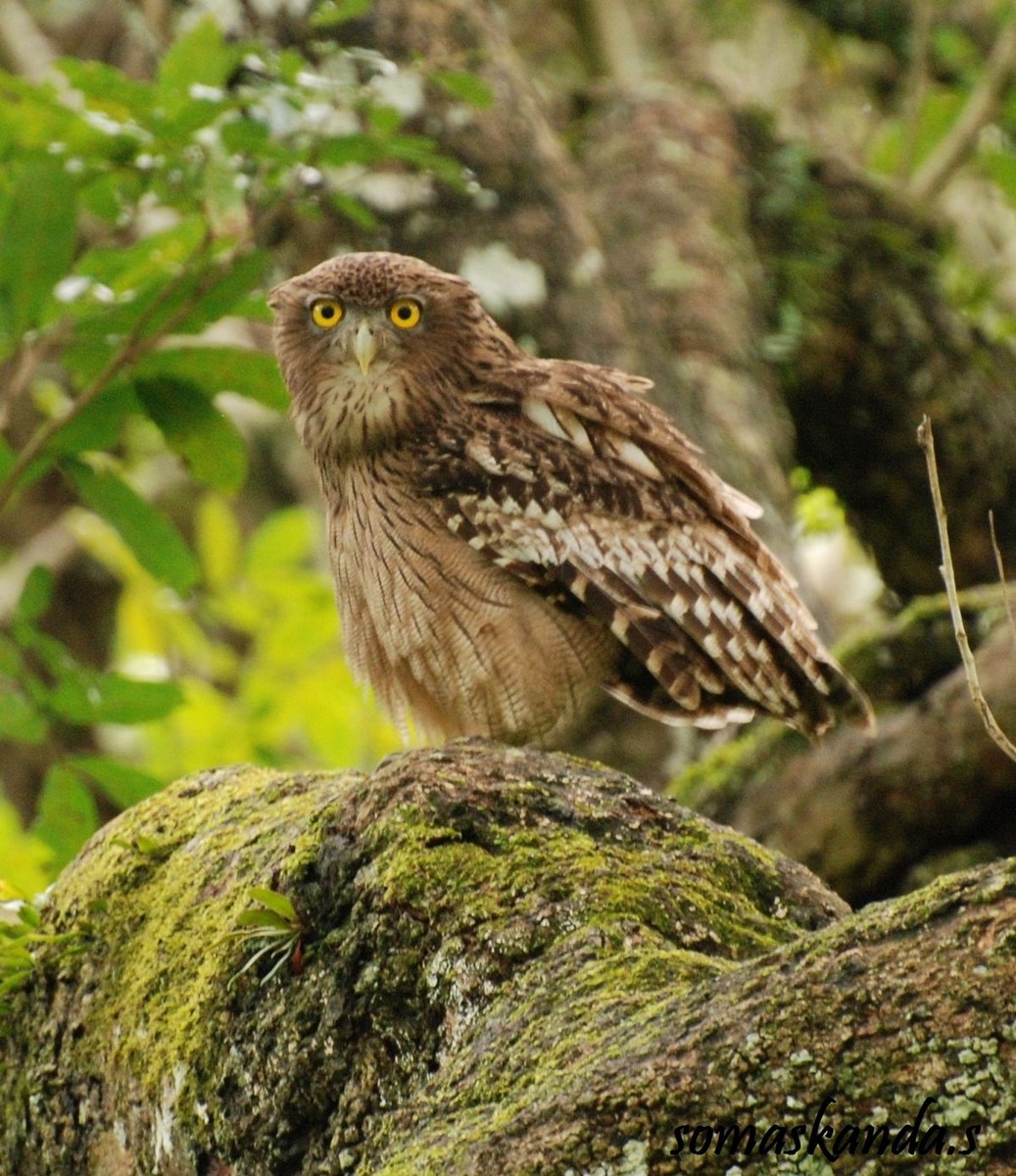 fishing owl