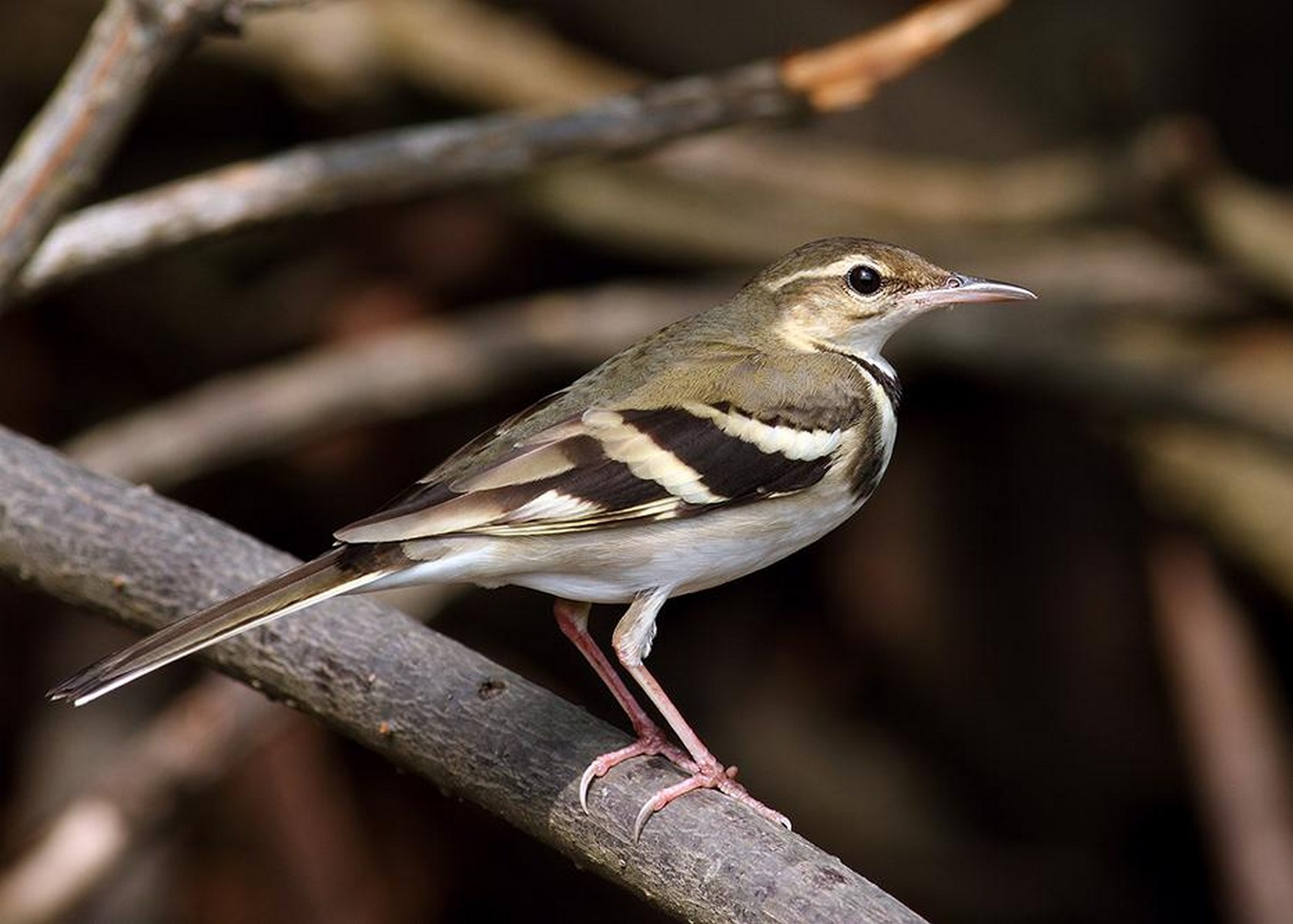 forest wagtail