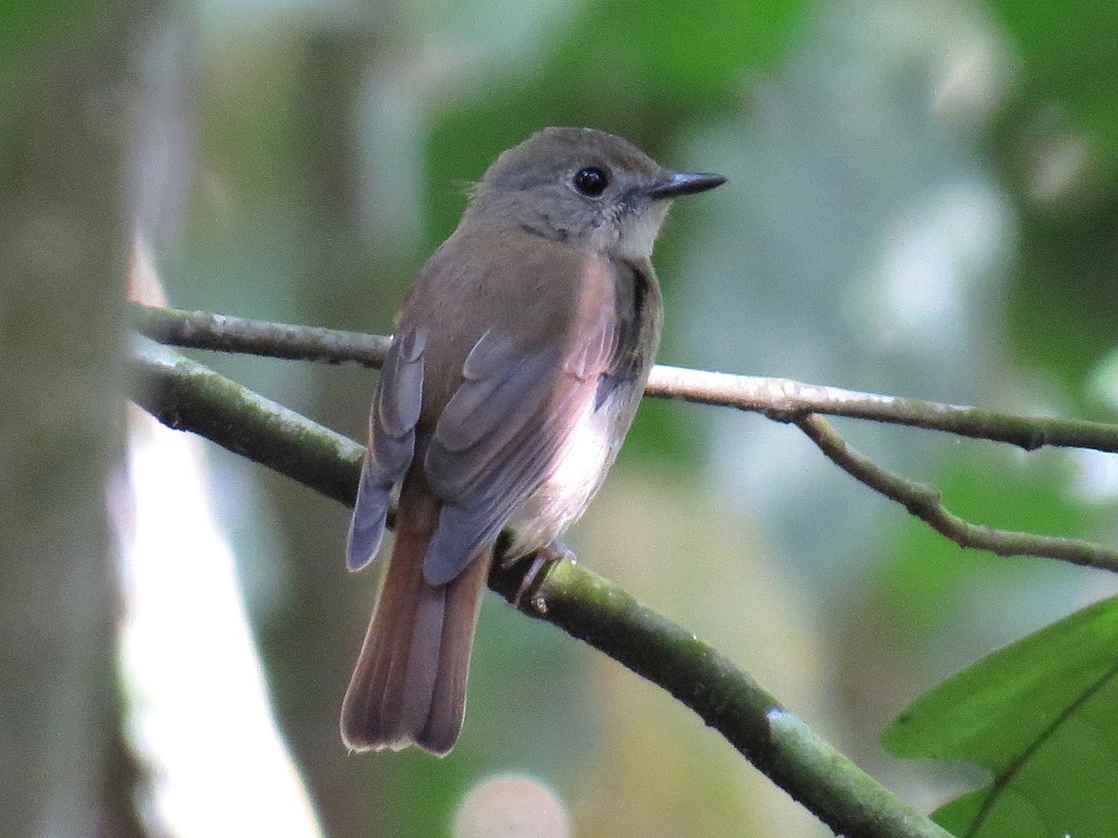 fulvous chested jungle flycahcher