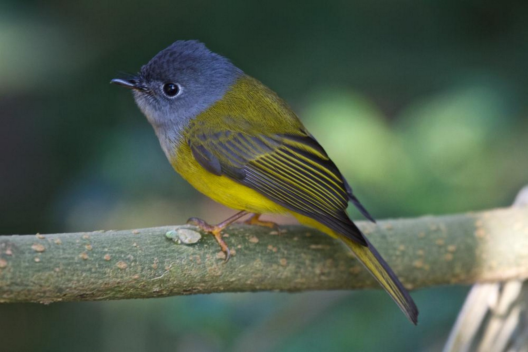 gray headed flycatcher